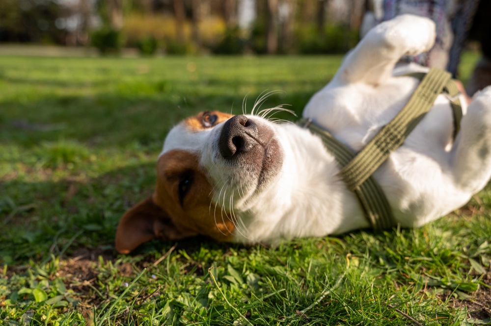 Dog Daycare in Spring, TX: What K9 Clubhouse Provides and How It Works