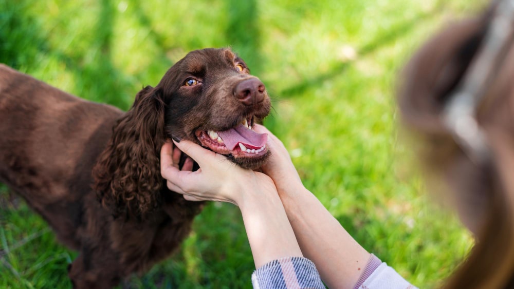 Dog Boarding in Spring, TX: What K9 Clubhouse Actually Provides