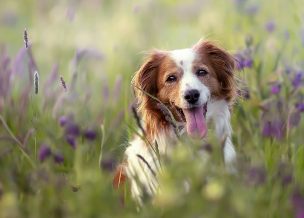 Dog Group Classes in The Woodlands, TX: How K9 Clubhouse Structures Group Training