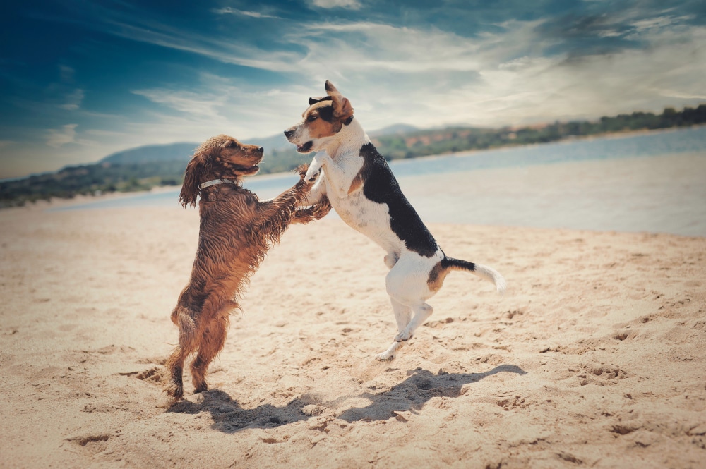 24-Hour Dog Care in The Woodlands, TX: What K9 Clubhouse Offers and How Extended Care Works