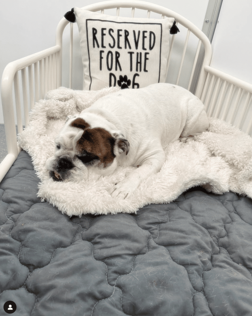 overnight dog boarding while lying on a bed