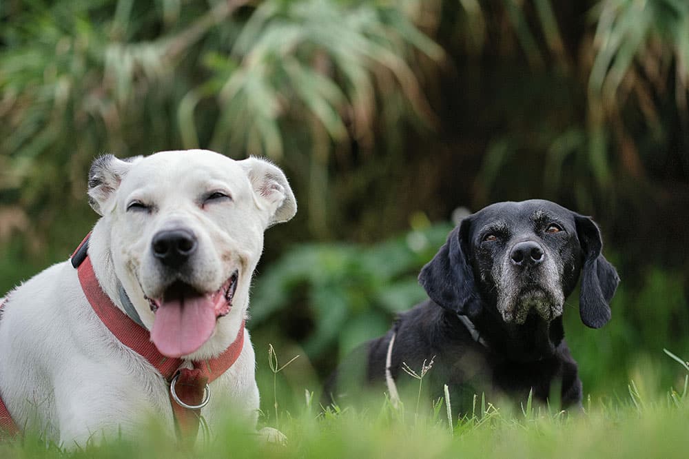 Boarding for dogs: your complete guide to premium pet care services