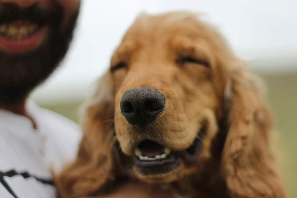 Dog boarding spring: your complete guide to premium pet care services
