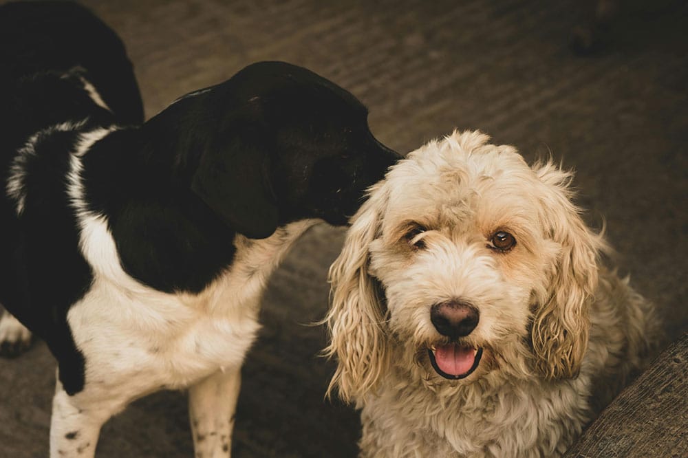 Dog kennels spring: premier pet care services in the woodlands, tx