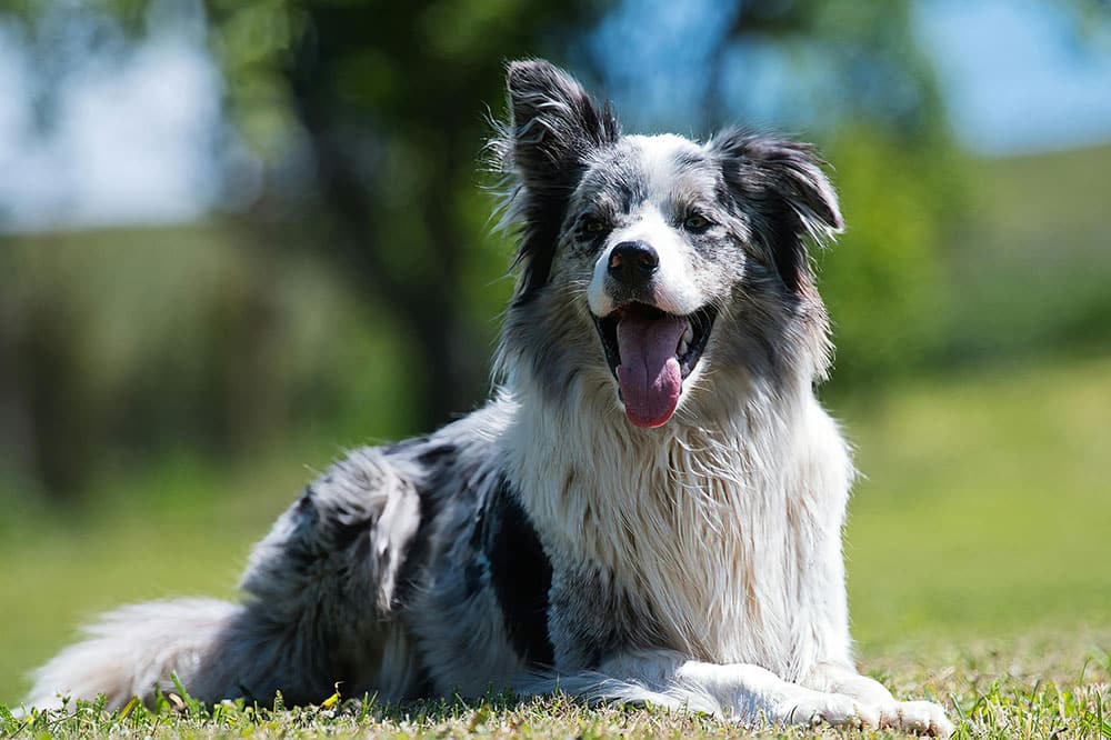 Dog daycare spring tx: premier pet care services at k9 clubhouse
