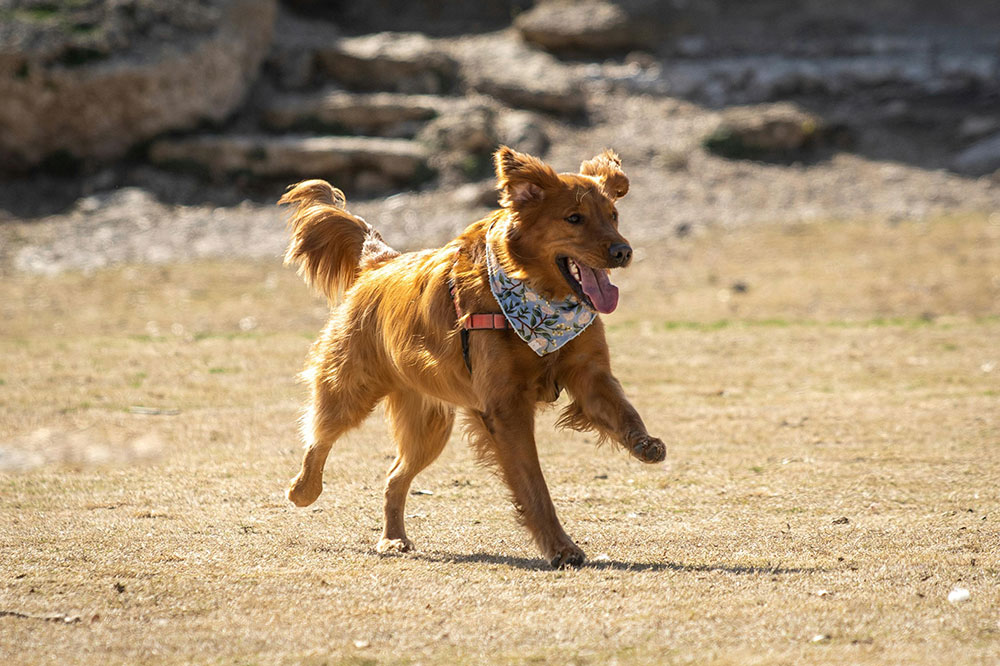 Dog kennel spring tx: premium pet care at k9 clubhouse