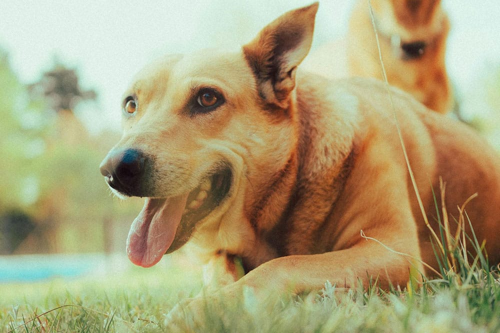 Dog kennels near me: your complete guide to premium pet care in the woodlands