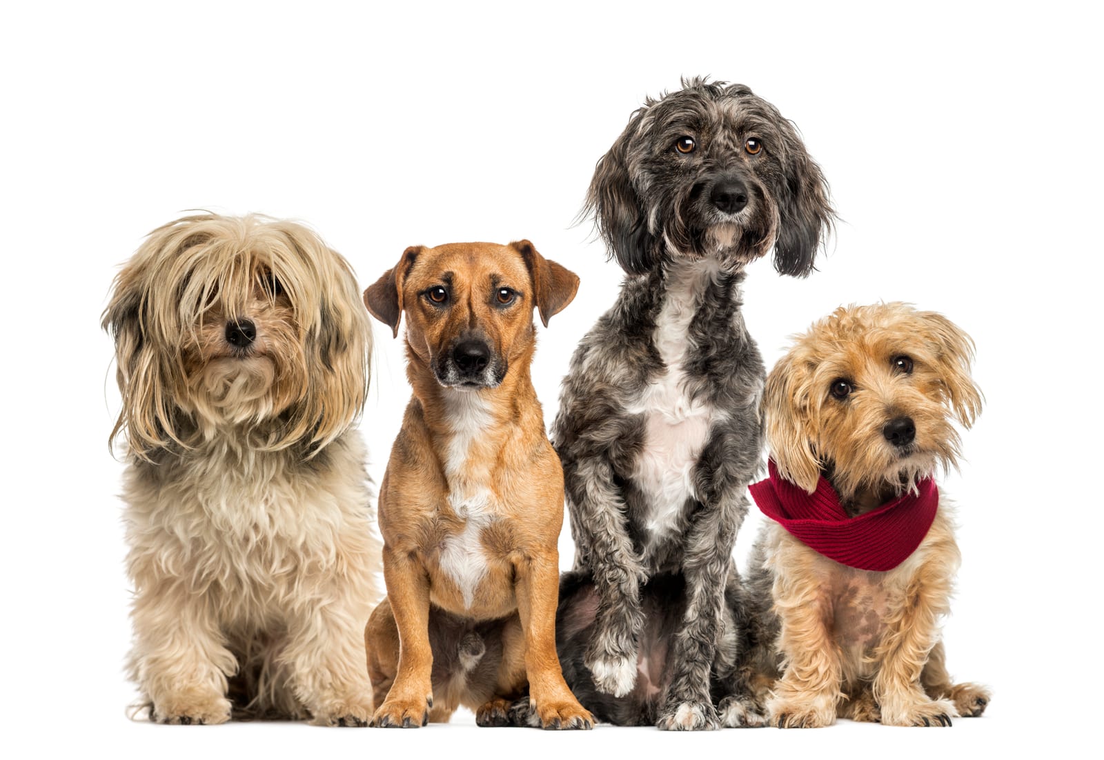 Dog Daycare at K9 Clubhouse