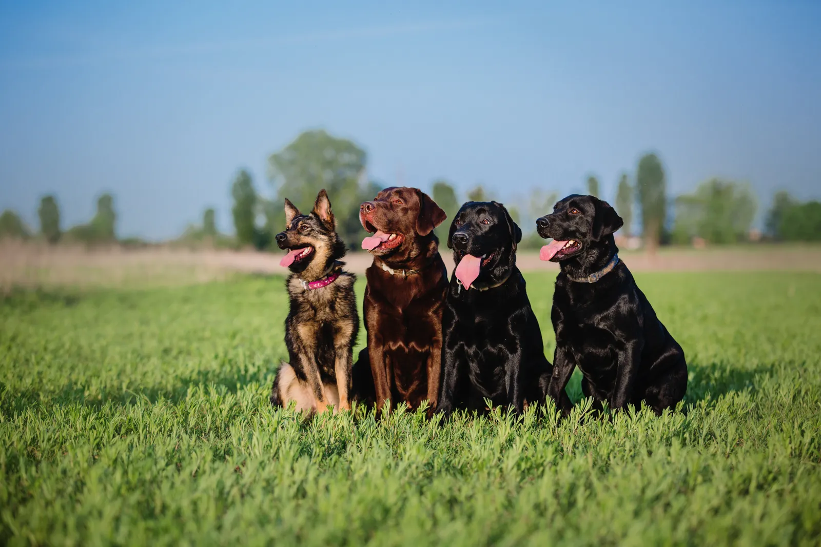 K9 Clubhouse Greater Houston