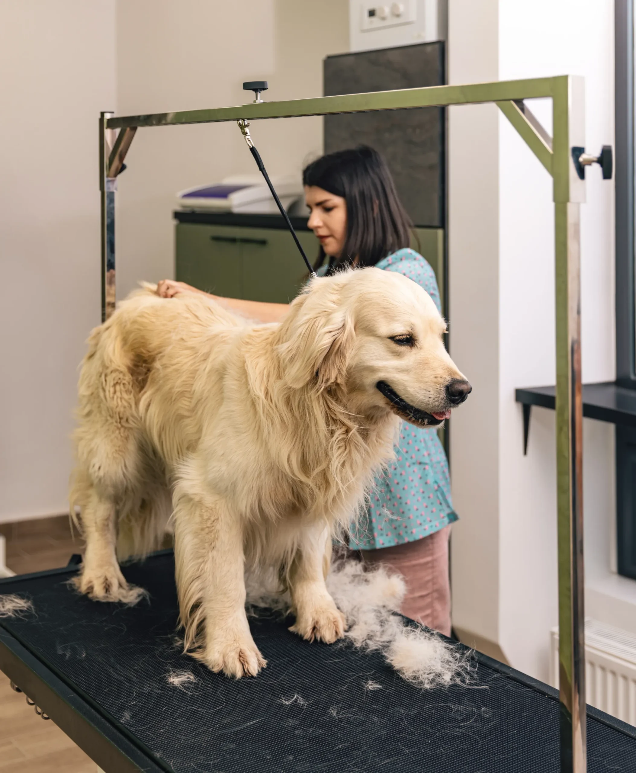Dog Grooming at K9 Clubhouse