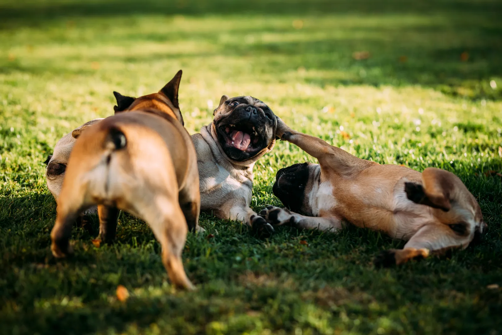Dog Daycare at K9 Clubhouse