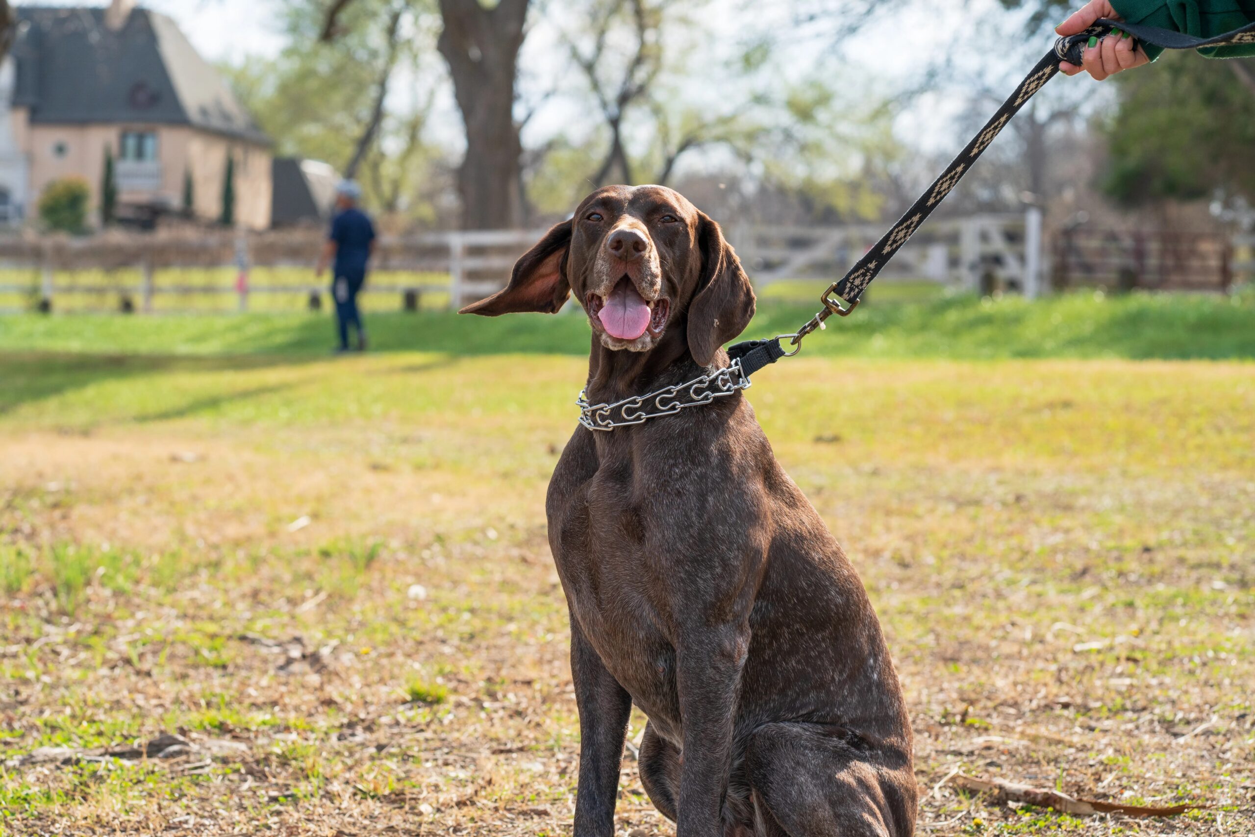 dog board and train - A happy German Shorthaired Pointer on a leash enjoying a sunny day outdoors.