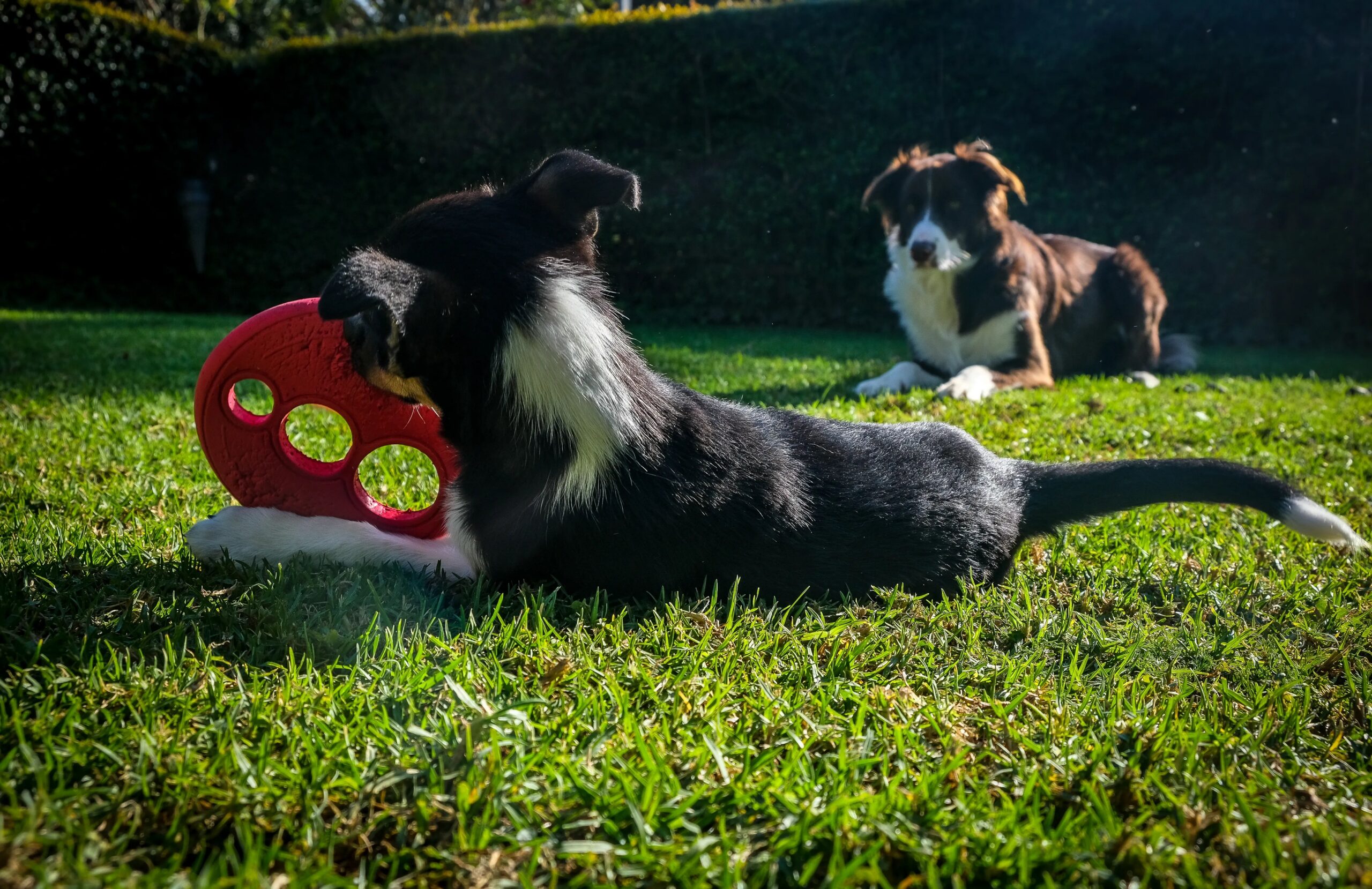 dog board and train - Two Border Collies play with a red toy on green grass, enjoying a sunny day.