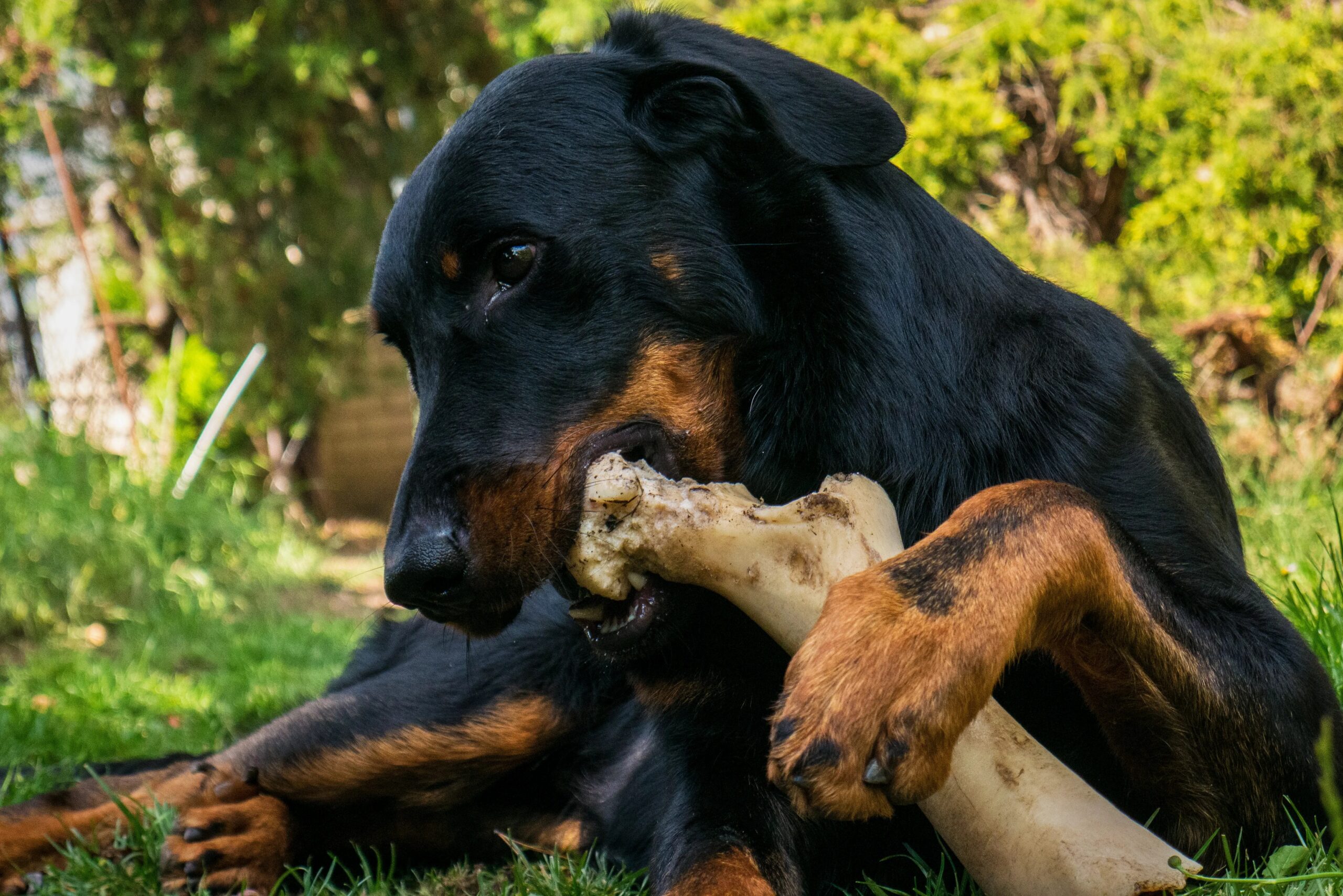 signs your dog needs professional grooming - A Rottweiler gnawing on a large bone in a grassy outdoor setting, showcasing its strong jaw and playful nature.
