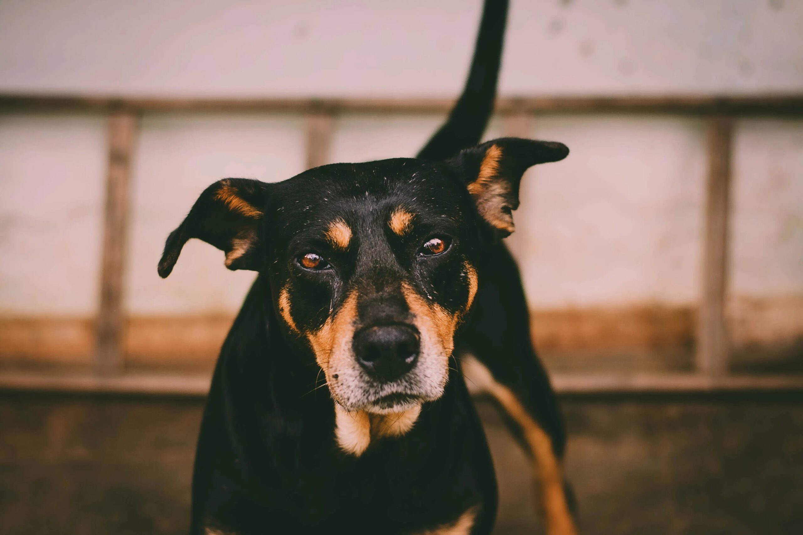 what to look for in a dog daycare facility - A close-up of a black and tan dog with attentive eyes and expressive ears indoors.