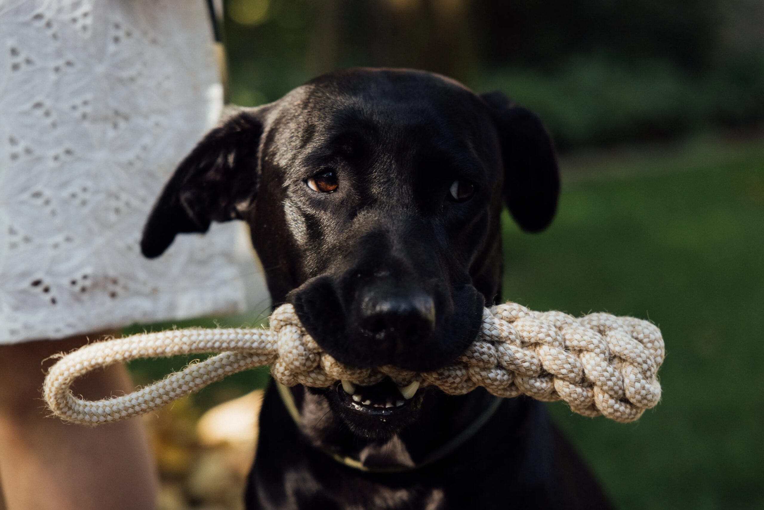 positive reinforcement dog training methods - Close-up of a black dog enjoying a rope toy outdoors, showcasing playful behavior.