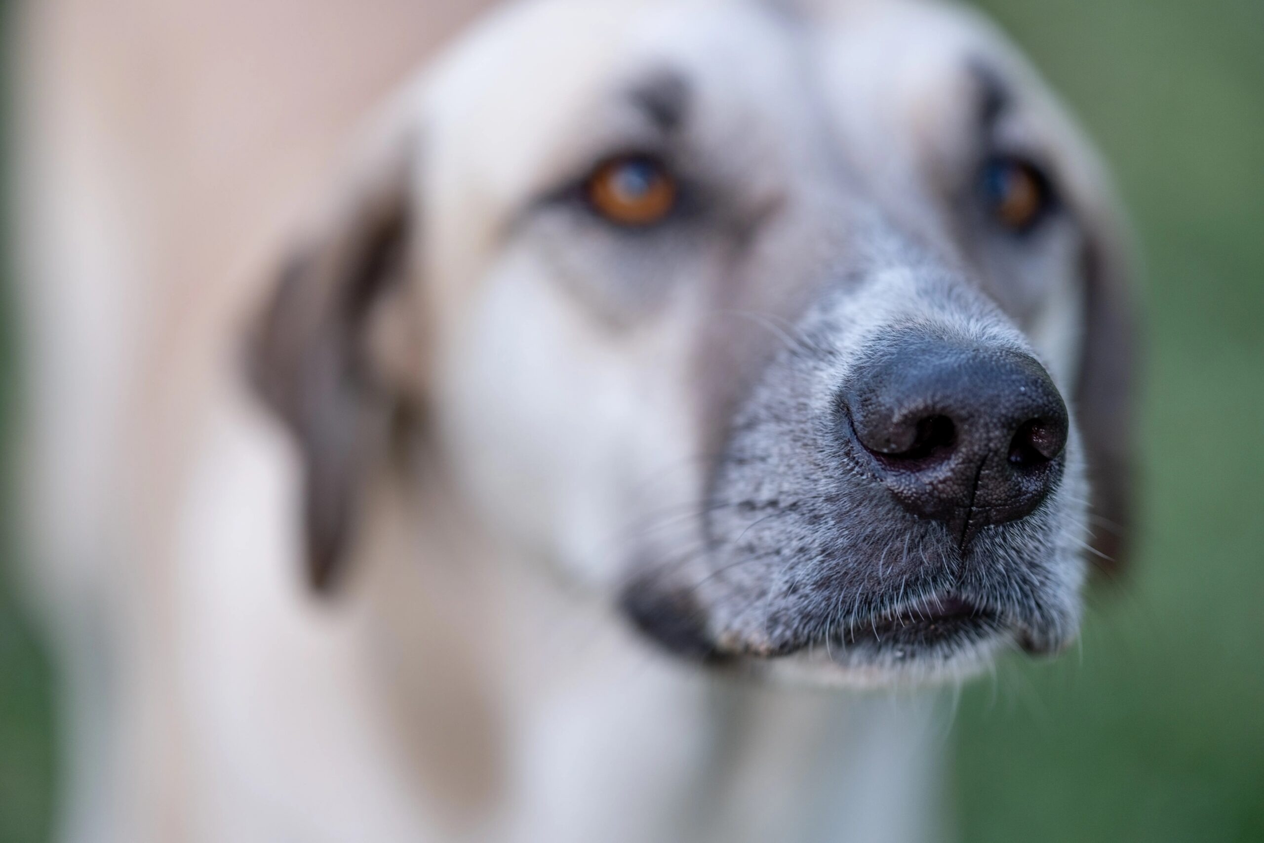 boarding for dogs spring tx - Close-up image of a dog with focus on its snout, outdoors on a bright day.