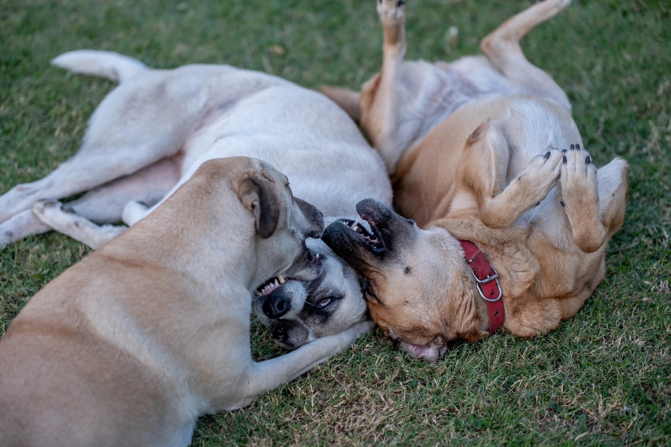 positive reinforcement dog training methods - Three dogs playfully wrestling on grass. Perfect for pet and animal themes.