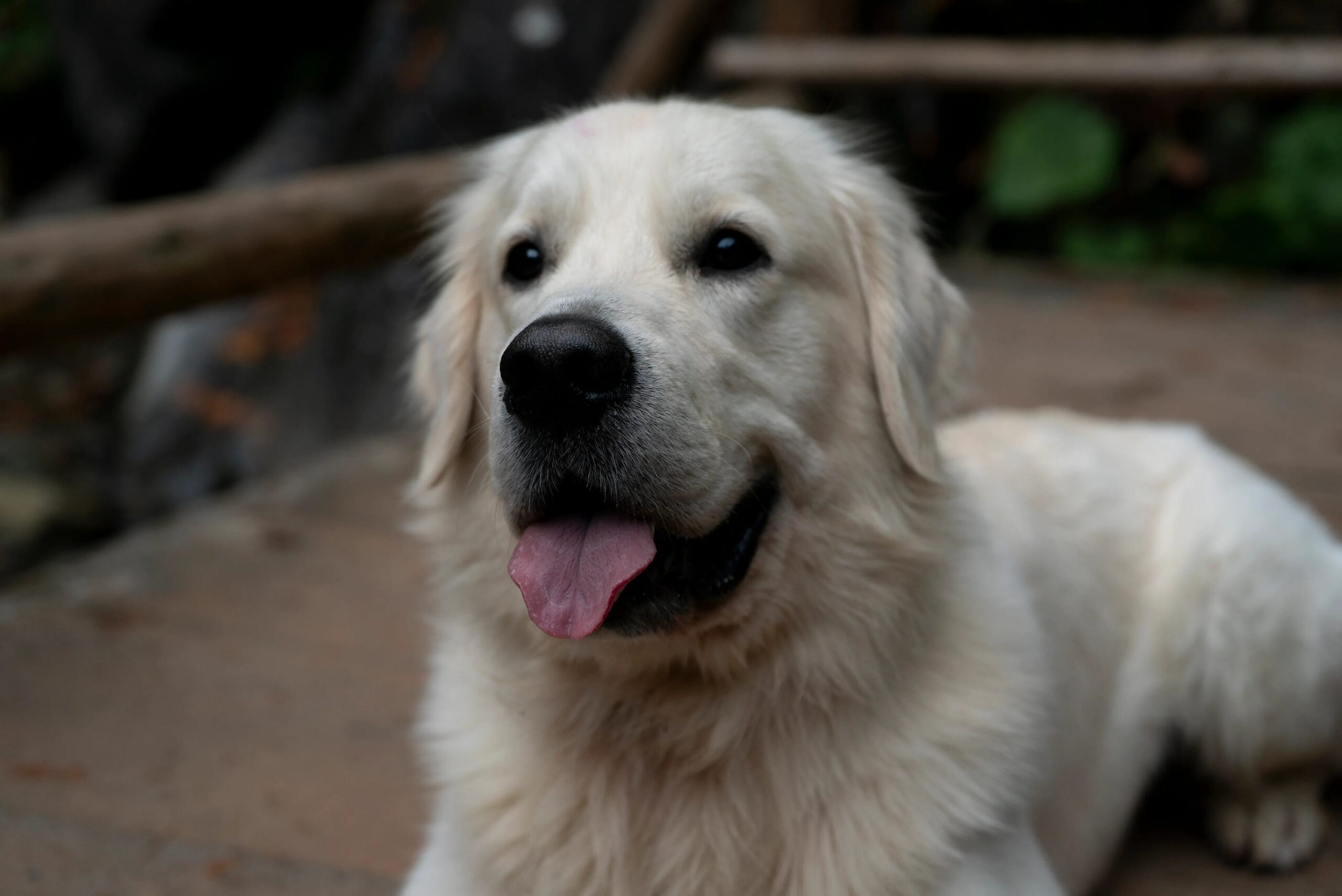 best dog boarding options The Woodlands - Charming portrait of a Golden Retriever lying down outdoors, showing its friendly demeanor.
