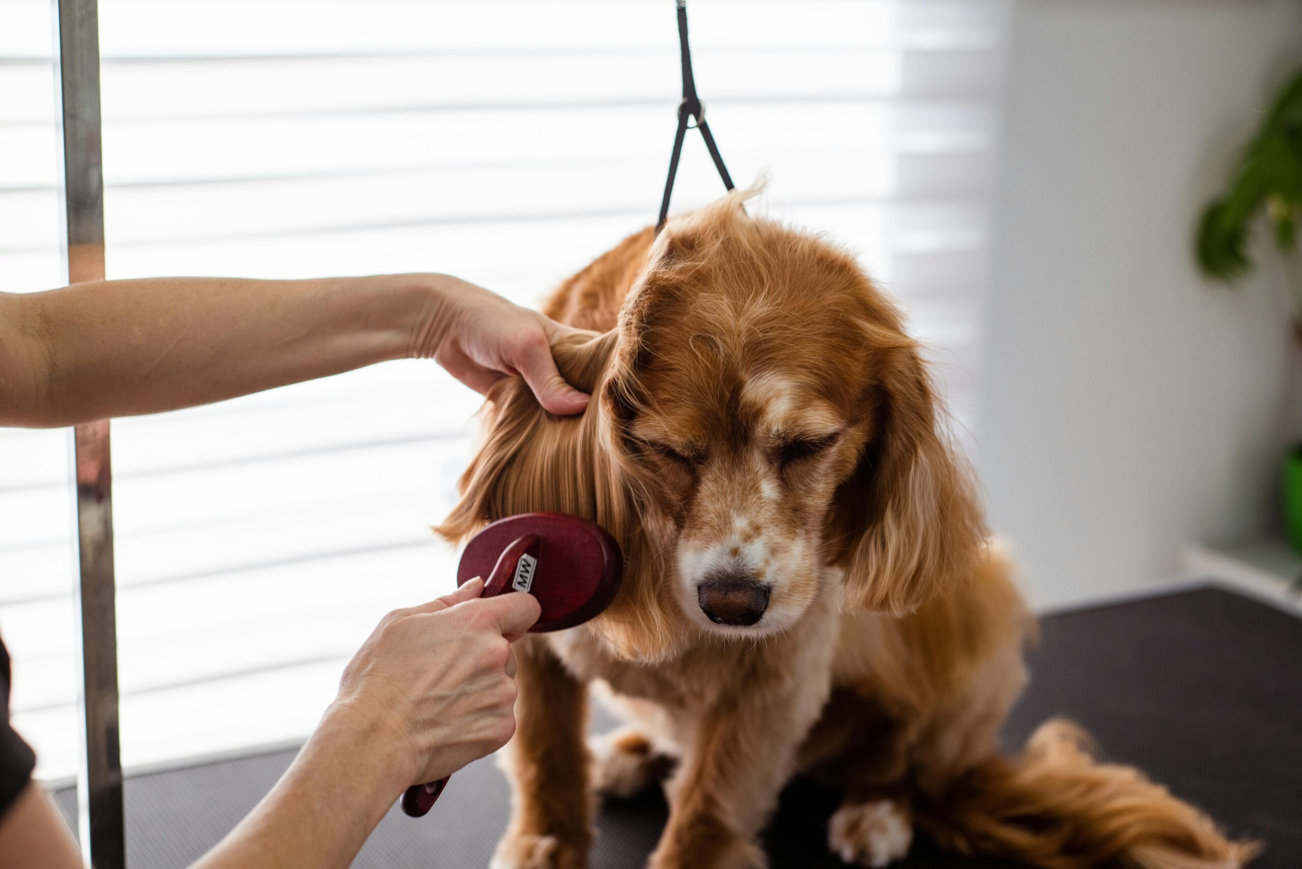 full service dog care The Woodlands - A close-up of a Cocker Spaniel receiving grooming care indoors.