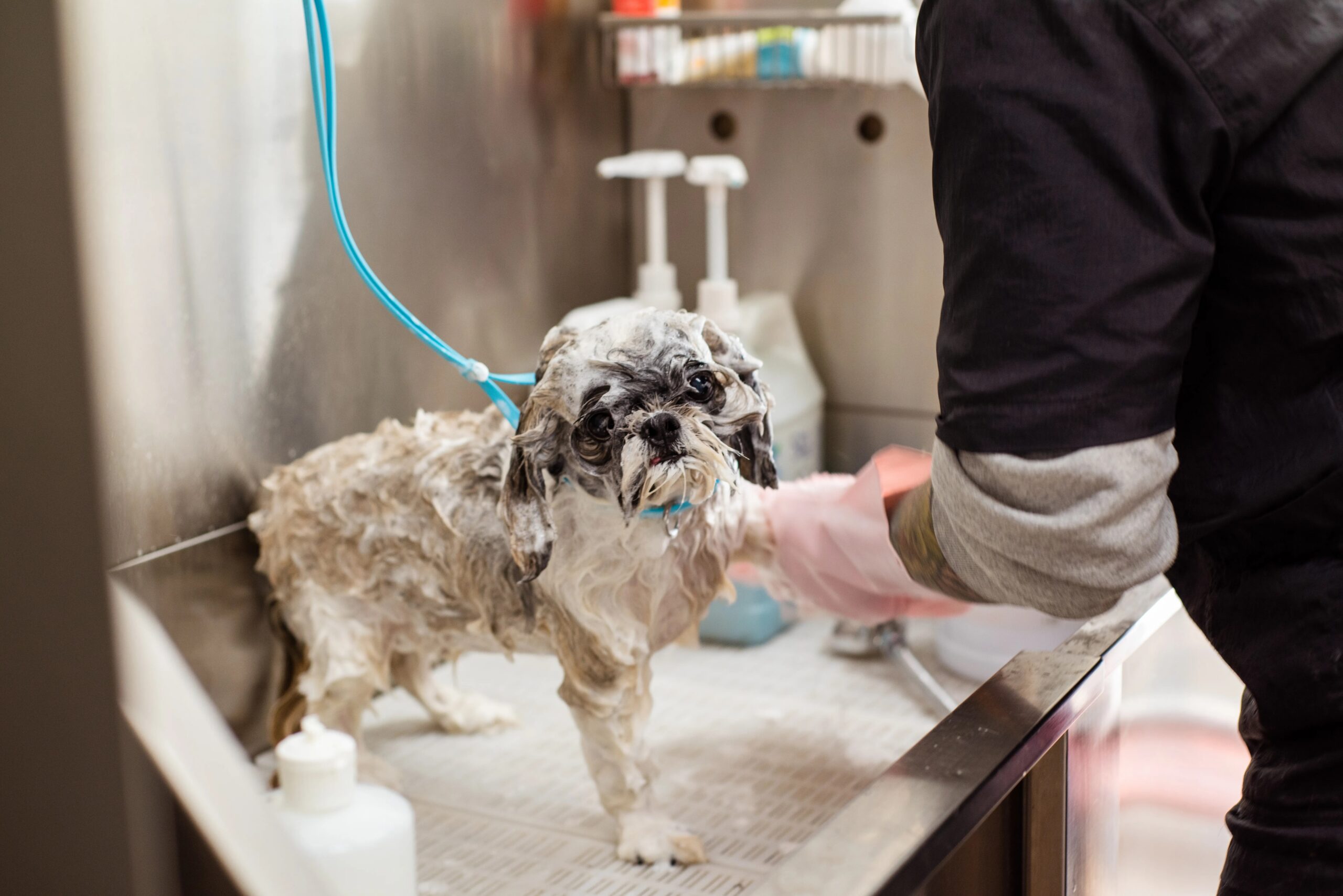 signs your dog needs professional grooming - A wet Shih Tzu dog getting washed at a pet grooming station indoors with pink gloves.
