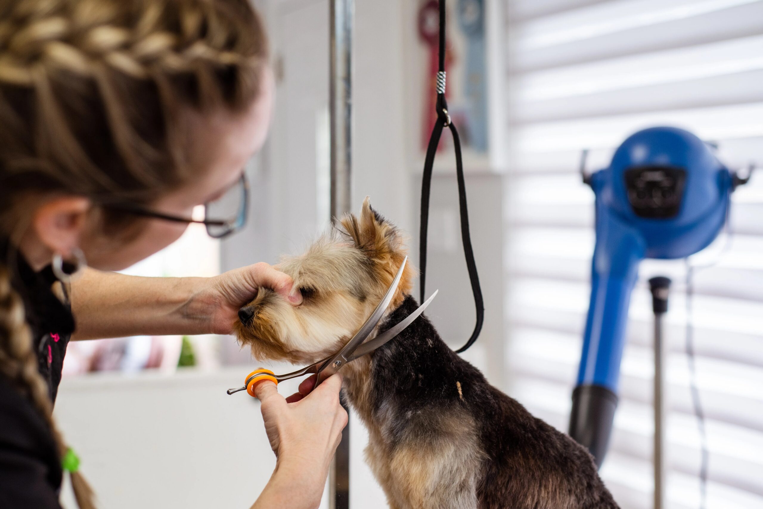health benefits of regular dog grooming - A woman expertly trims a small dog's fur in a professional pet grooming salon.