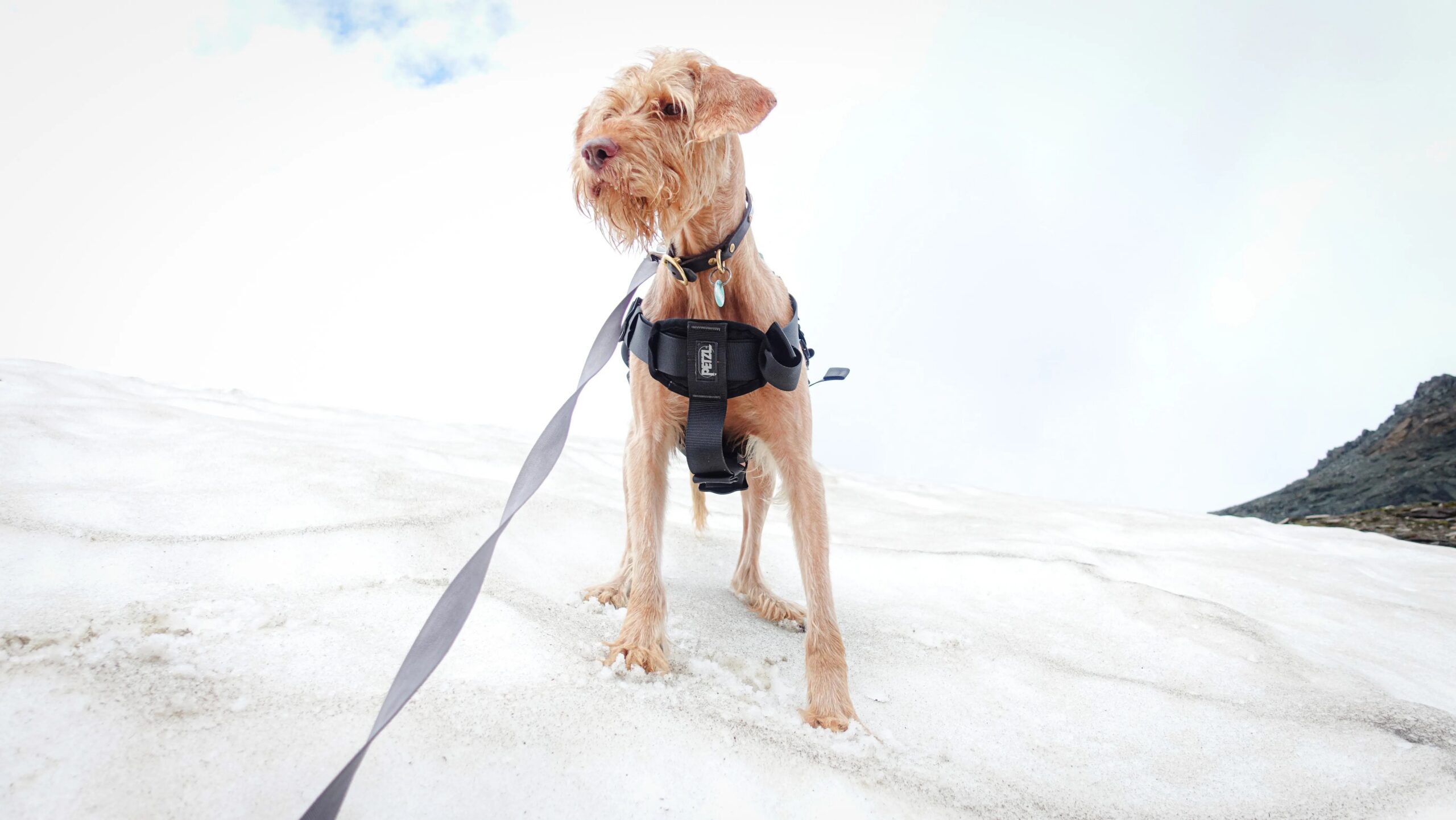 how much exercise does my dog need daily - Wirehaired dog in a harness standing on snow with a leash. Winter scene.