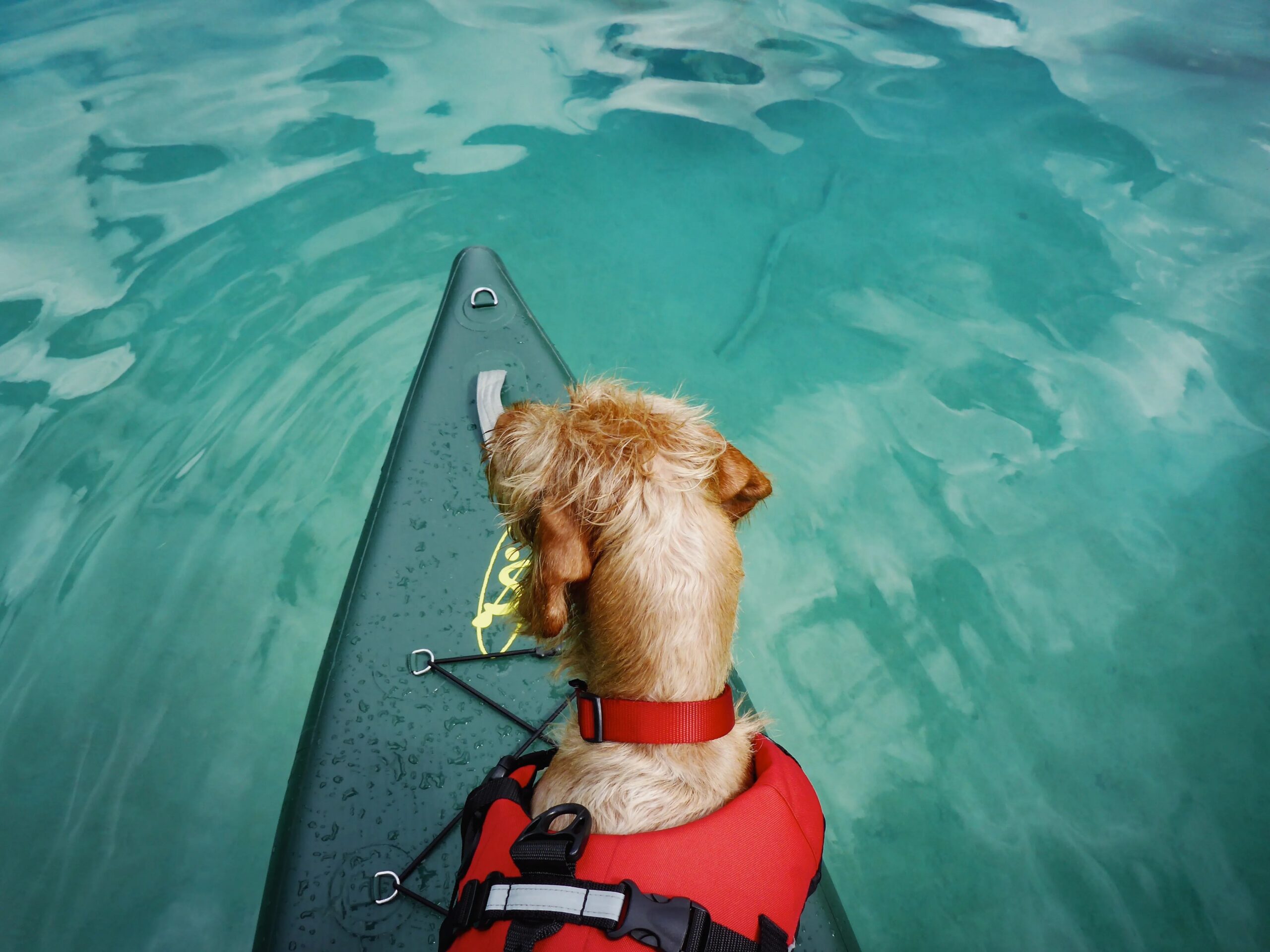 boarding for dogs