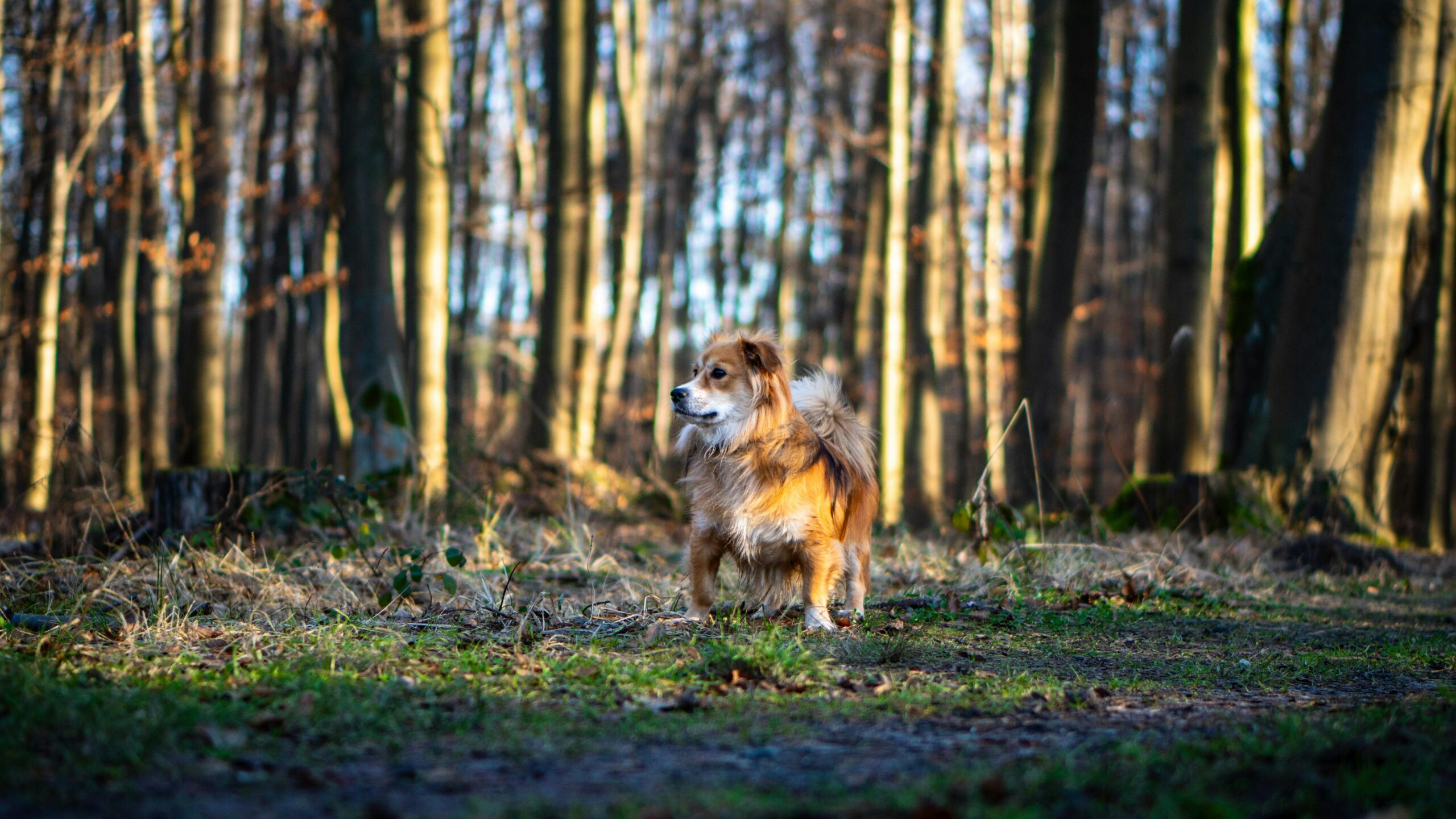 best dog boarding options The Woodlands - A fluffy dog stands gracefully in a sunlit forest clearing in Niepołomice.