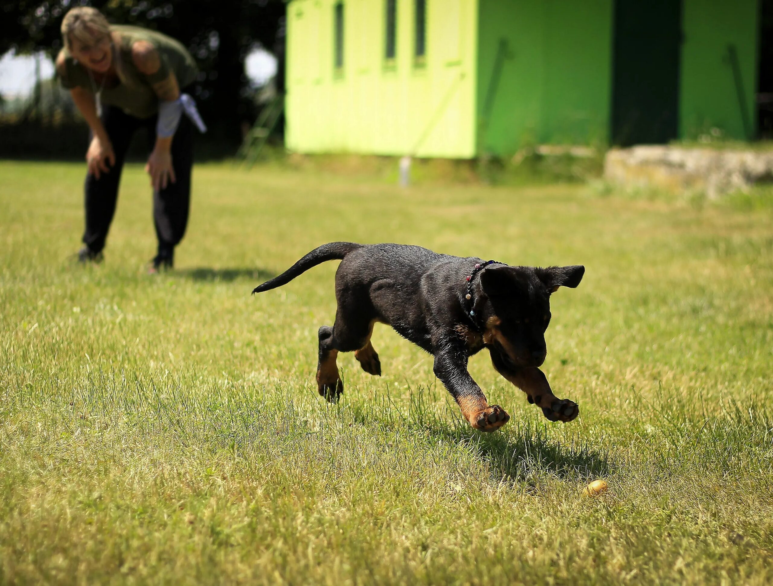 dog hotels near me - A young dog joyfully playing fetch on a grassy field with a person nearby.