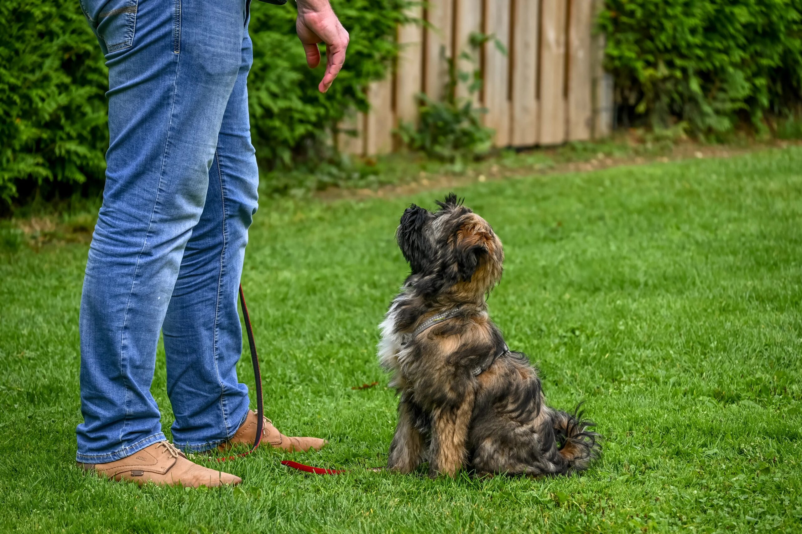 dog board and train - A Tibetan Terrier dog sitting attentively for training in a backyard setting.