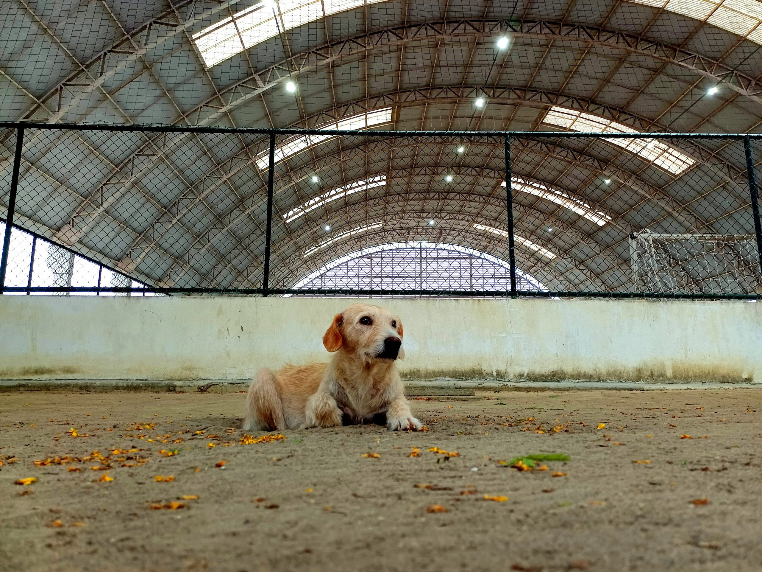 secure dog boarding facilities The Woodlands - A relaxed dog lying down inside a large indoor sports facility with a high arched ceiling.