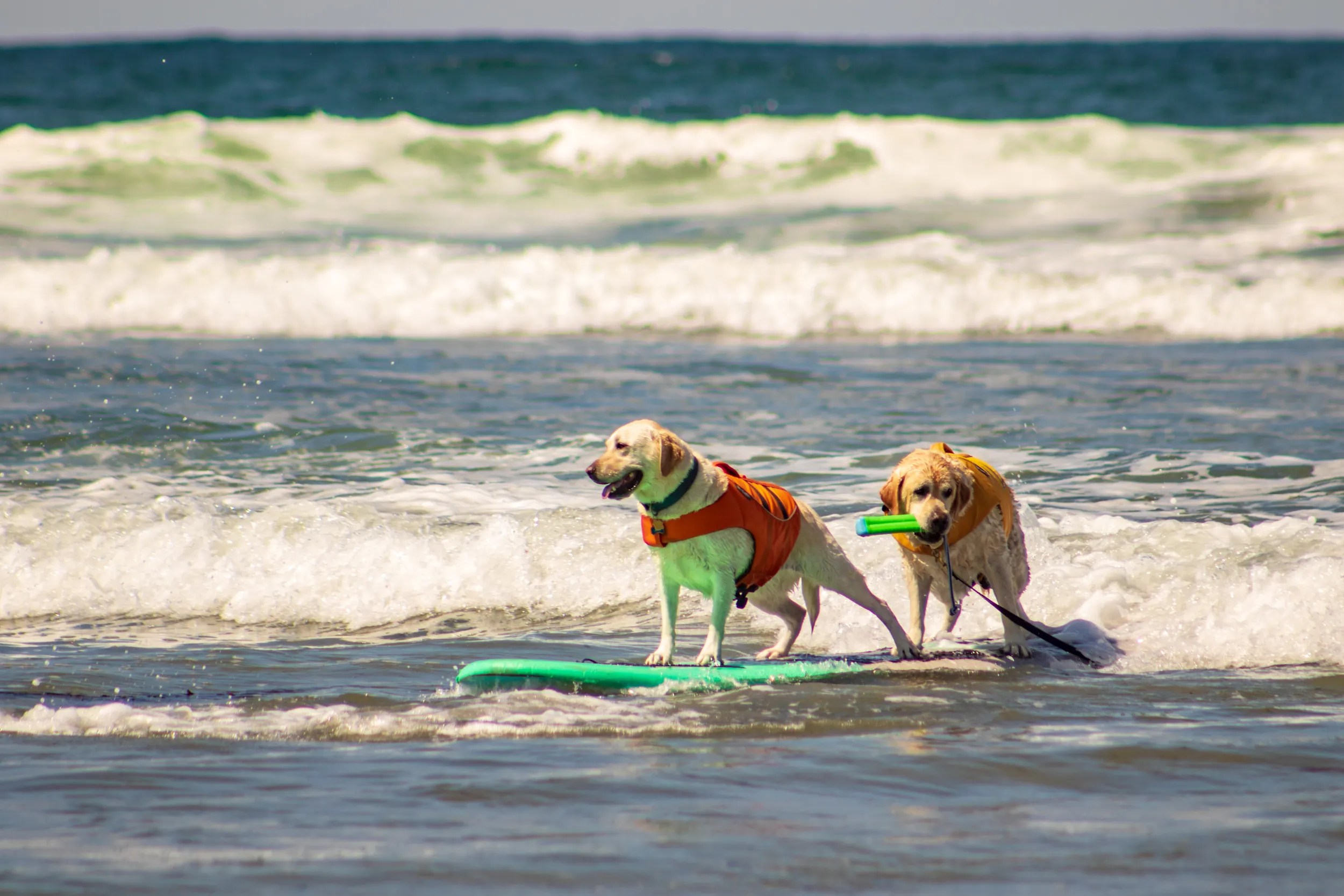 dog boarding spring