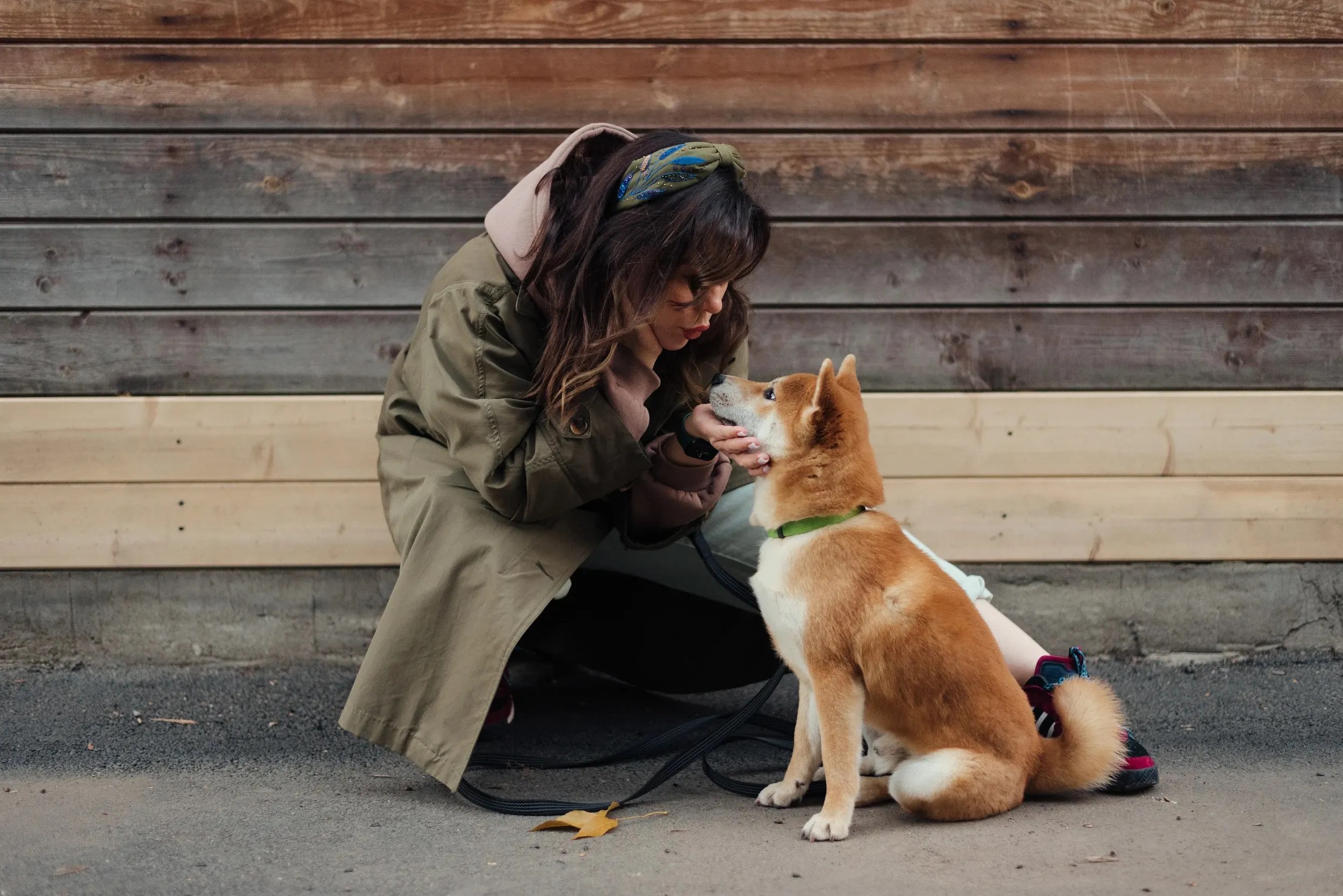 positive reinforcement dog training methods - Warm moment of a woman playing with her Shiba Inu dog outdoors.
