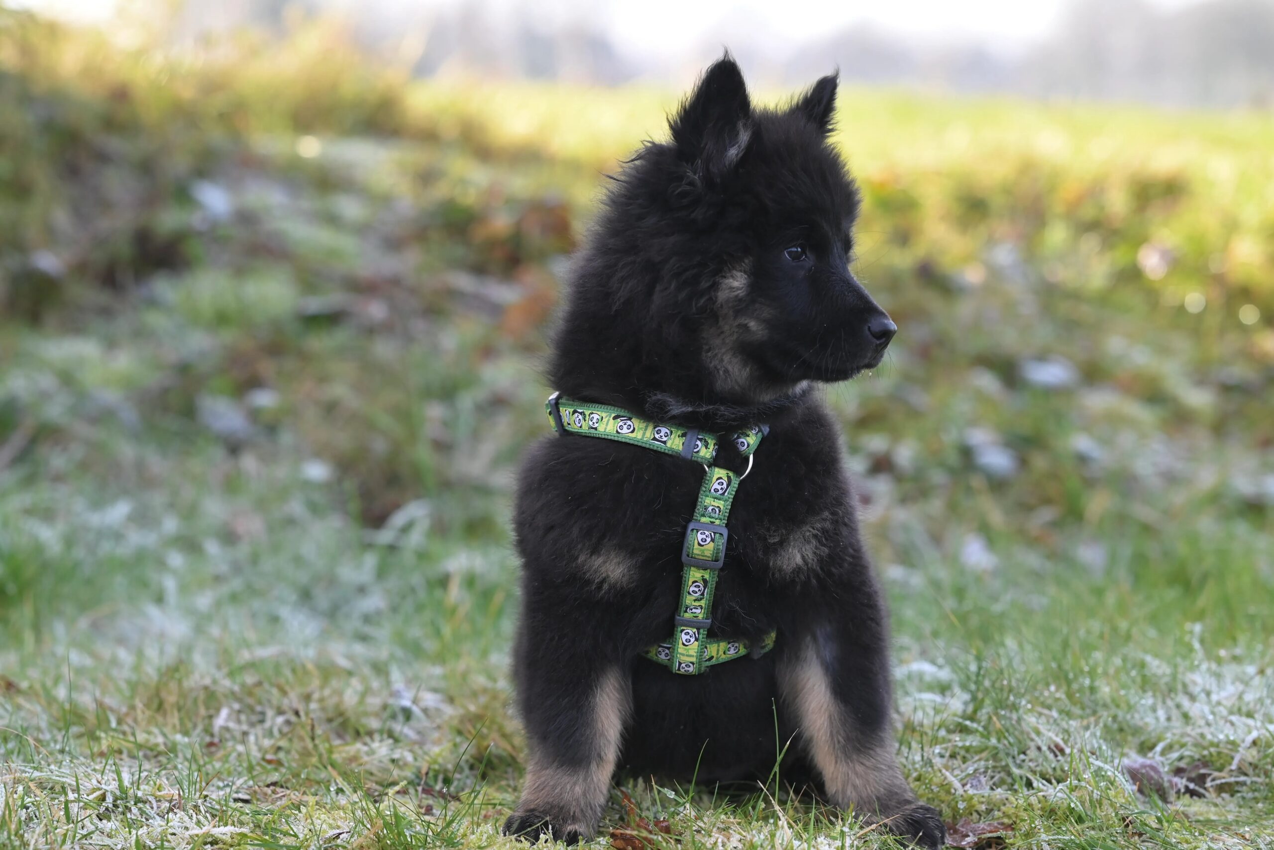 signs your dog needs professional grooming - Cute fluffy puppy sitting in a grassy field, enjoying the outdoors on a sunny day.