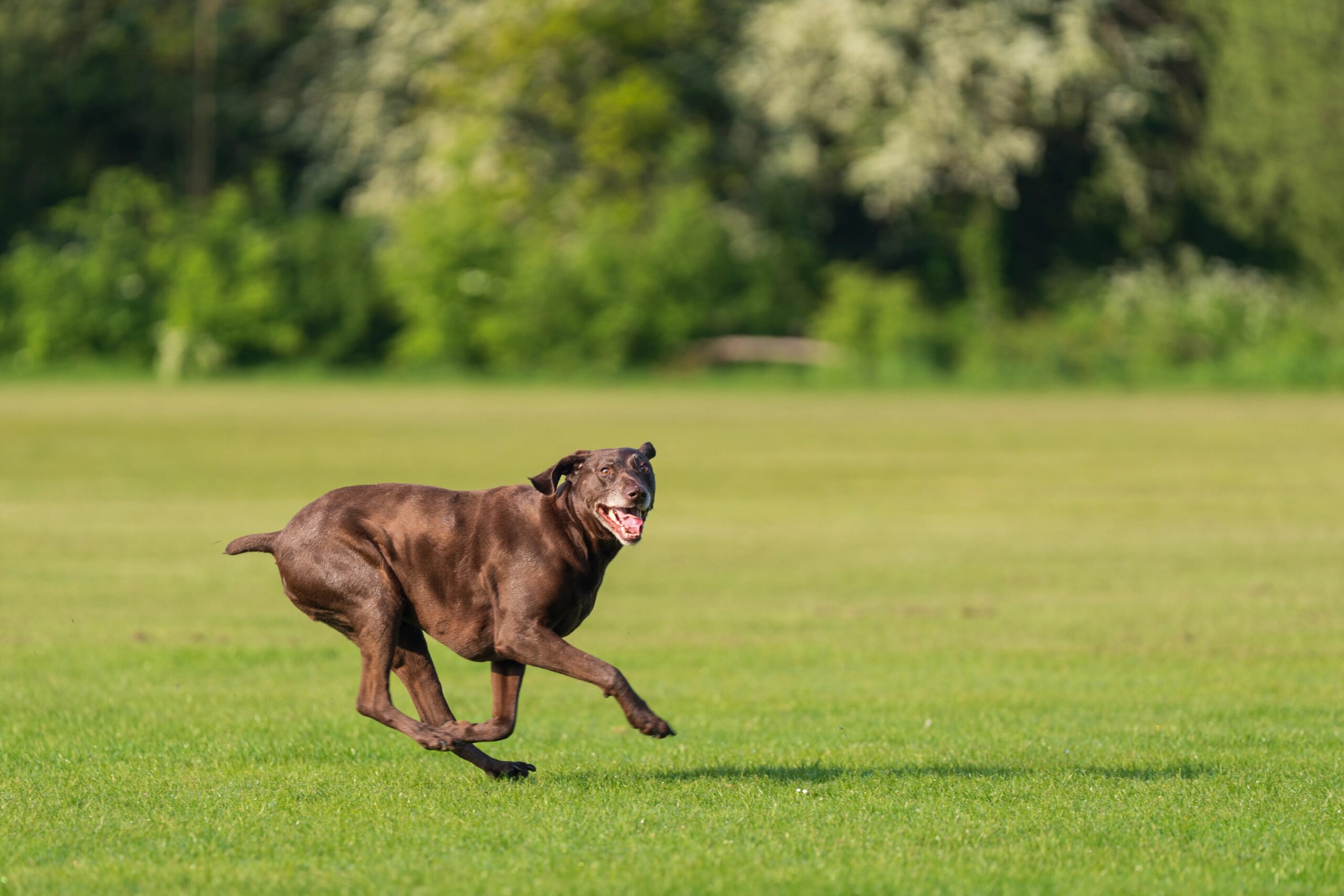 how much exercise does my dog need daily - A chocolate Labrador Retriever joyfully runs across a lush green field, showcasing energy and happiness.