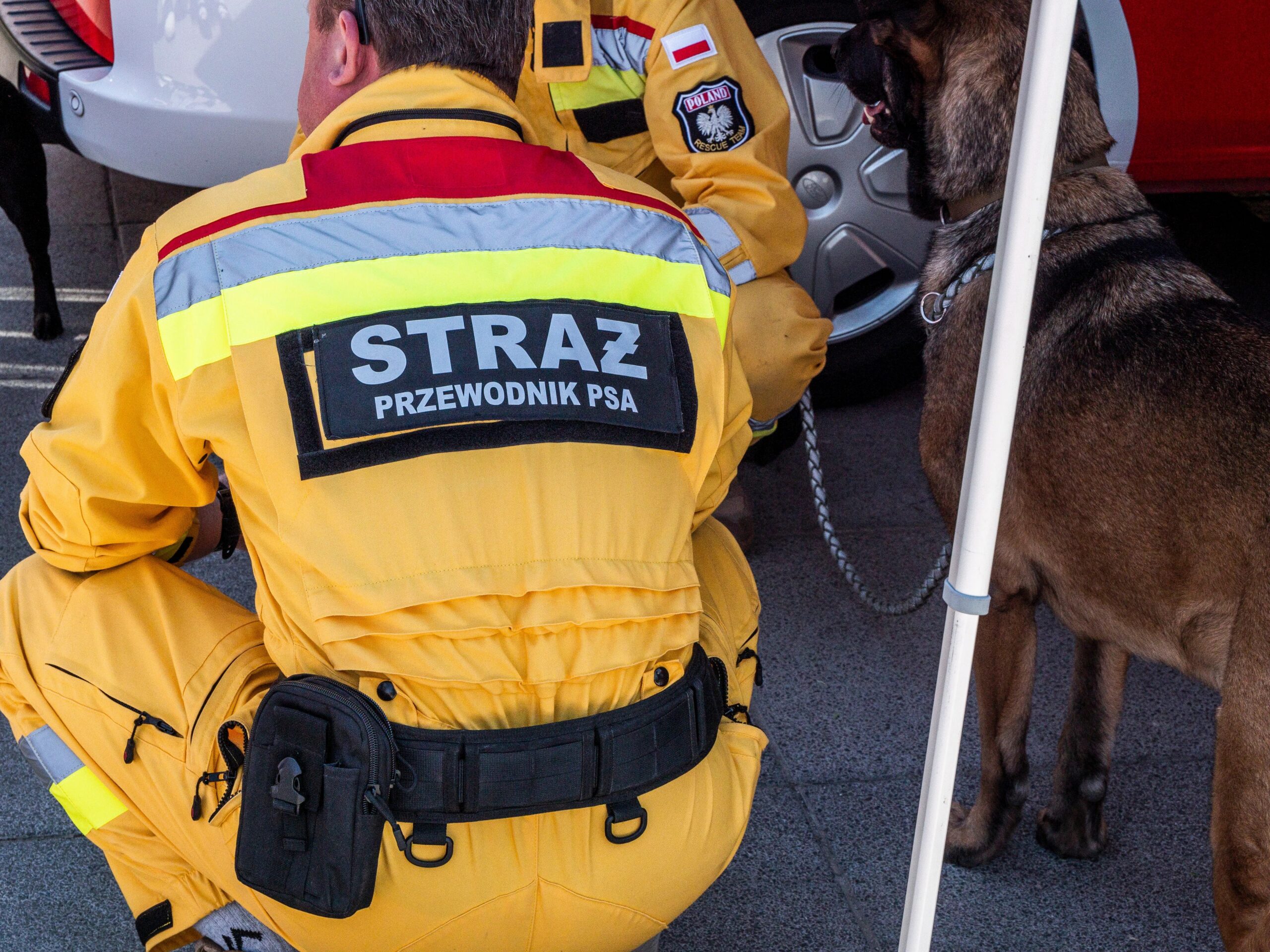 preparing your dog for their first daycare visit - Search and rescue personnel with a trained dog in yellow uniform on duty.