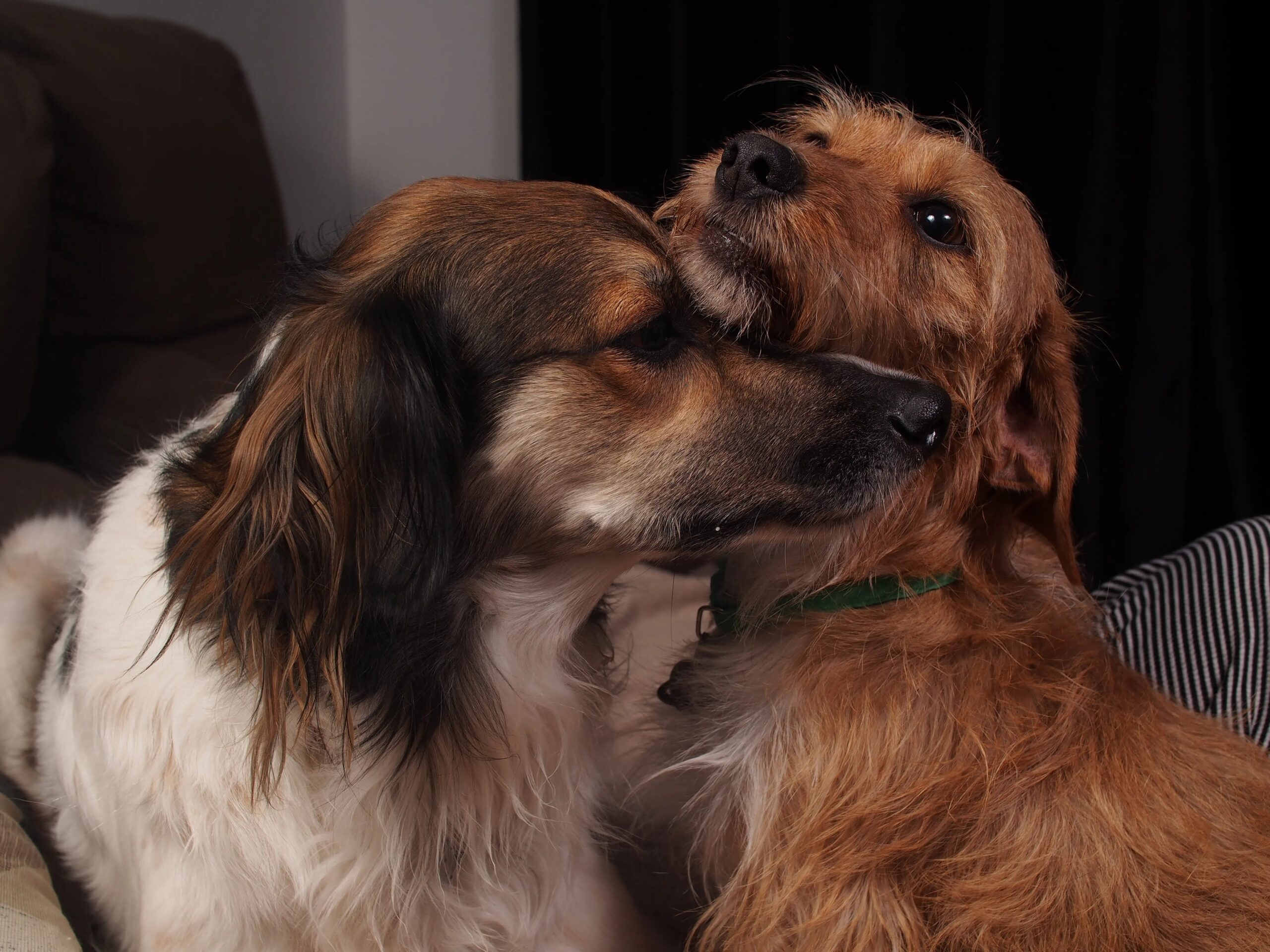 dog daycare the woodlands - Two affectionate dogs snuggling indoors, displaying warmth and companionship.
