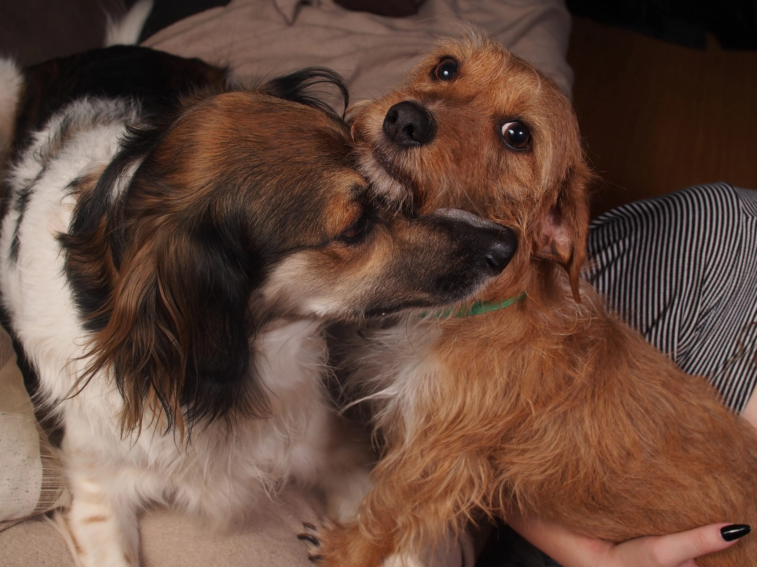 dog daycare