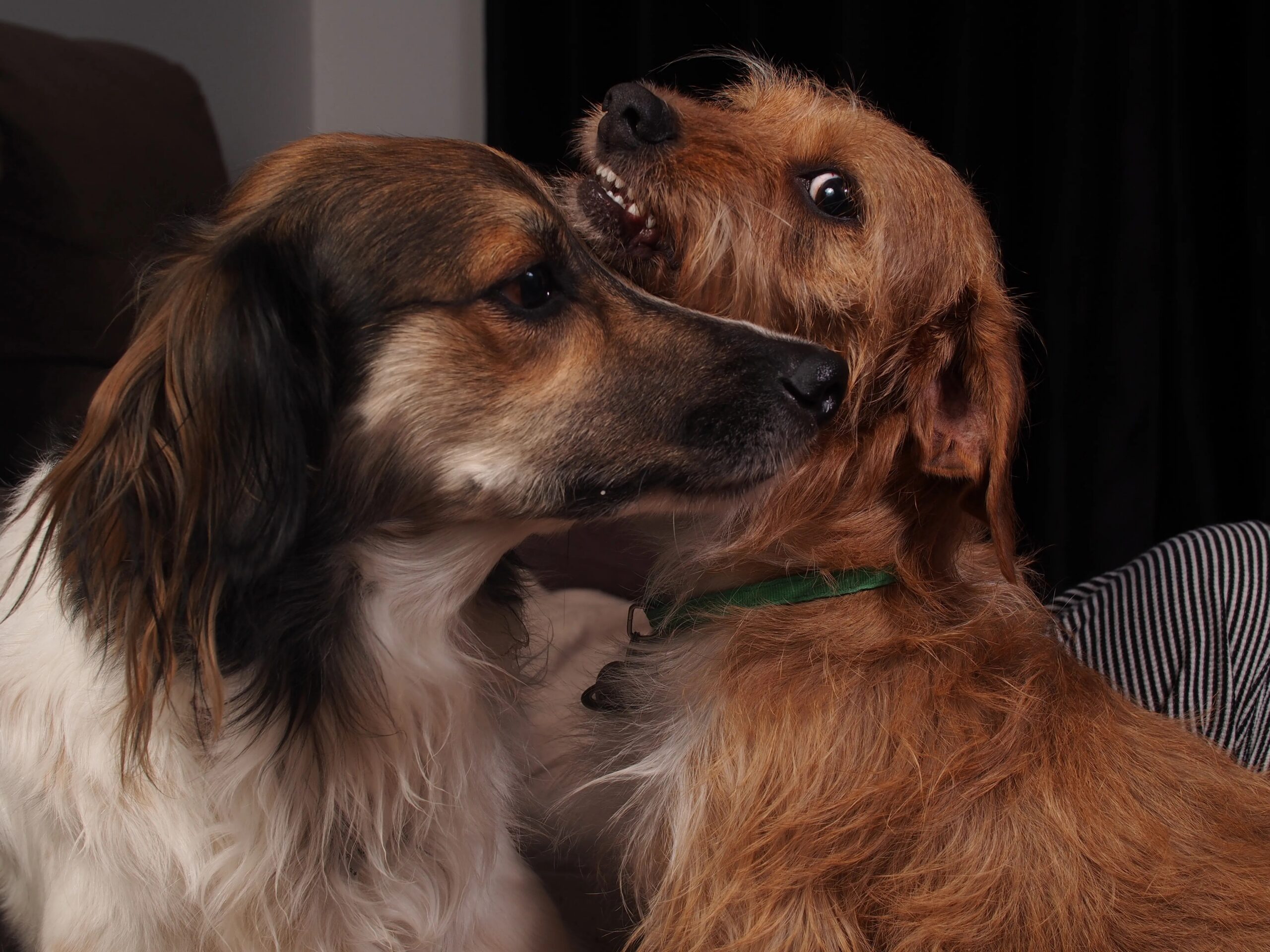 boarding for dogs spring tx - Close-up of two dogs playing indoors, showcasing furry animals and their playful interaction.