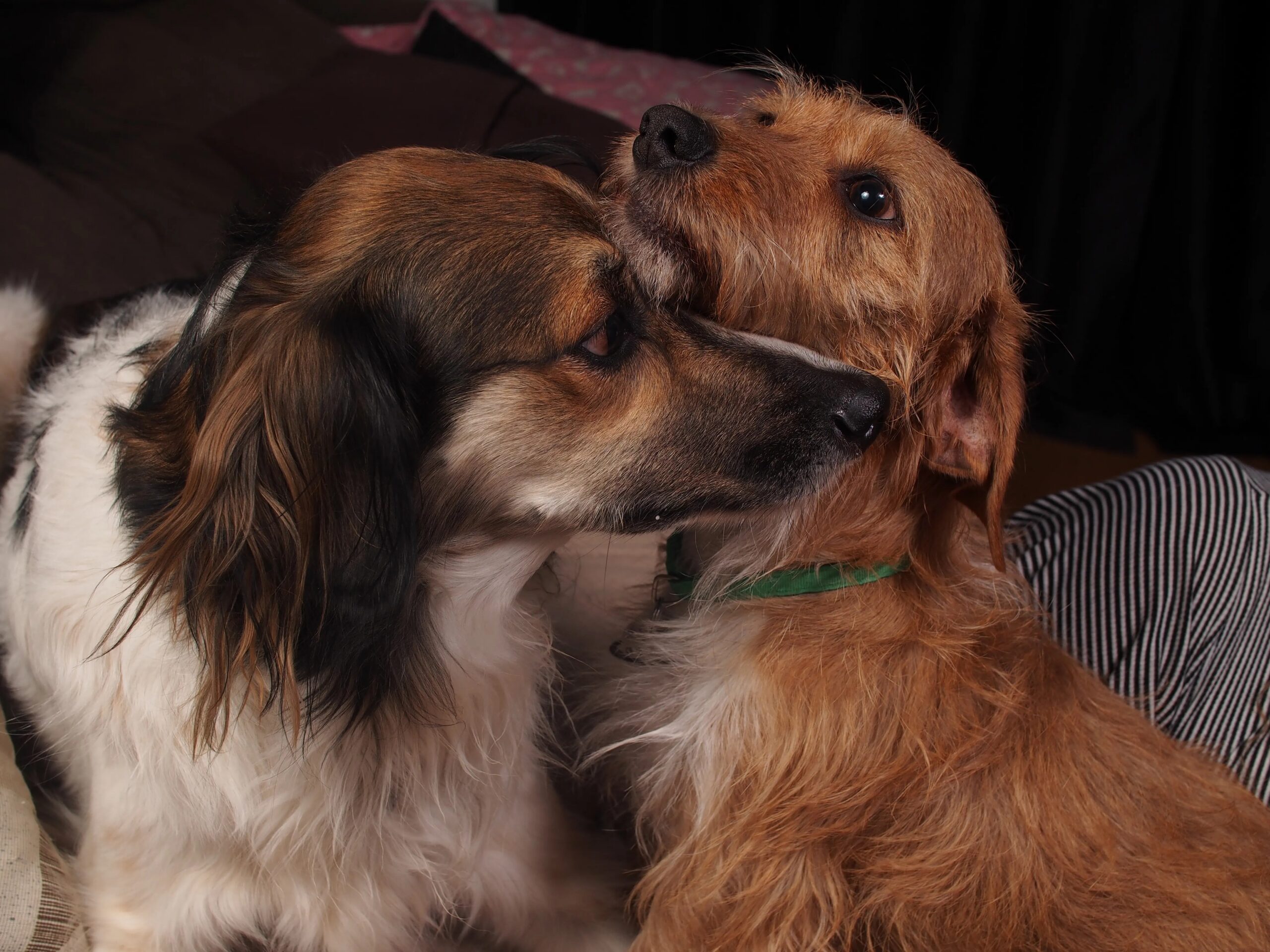 health benefits of regular dog grooming - Two dogs showing affection and companionship indoors, capturing a heartwarming moment.