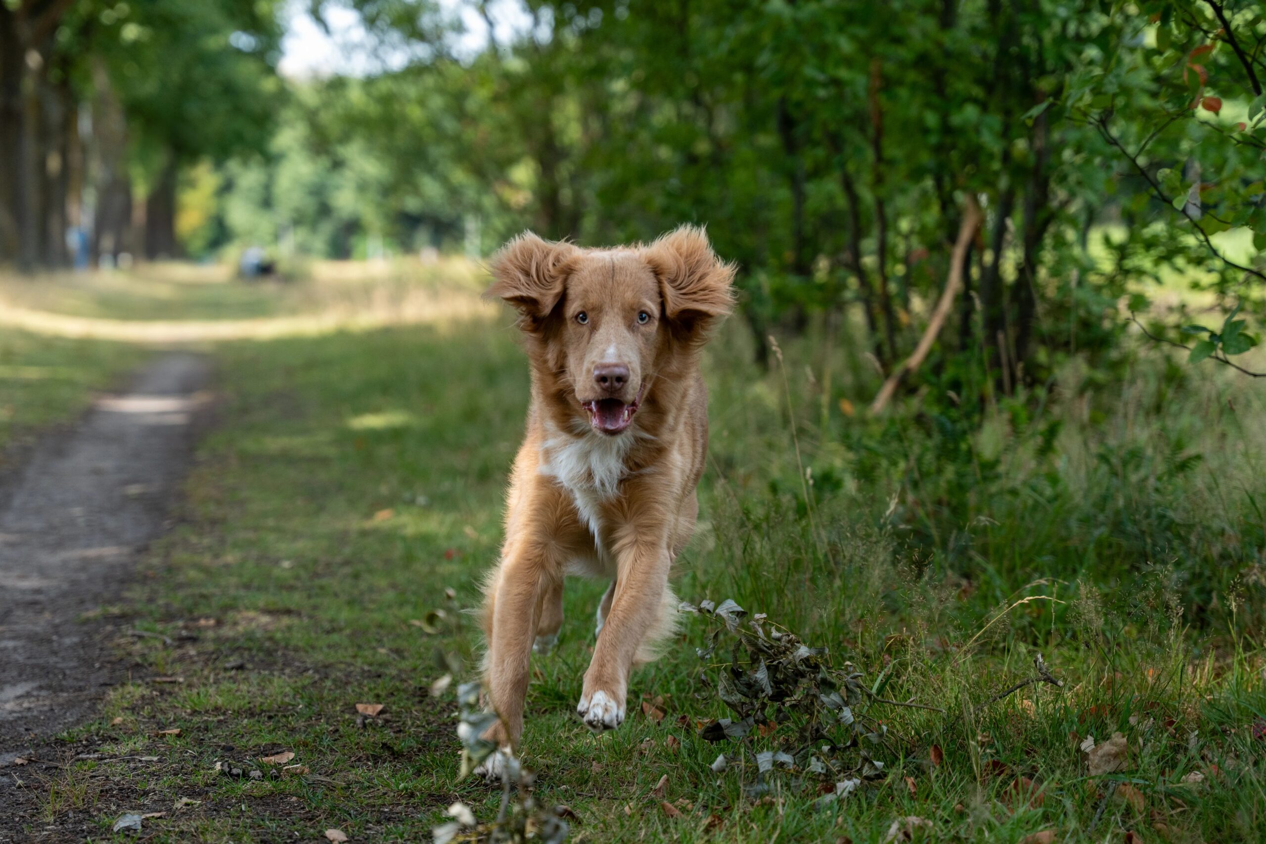 emergency dog boarding The Woodlands - A playful dog running along a forest path in a green park on a sunny day.