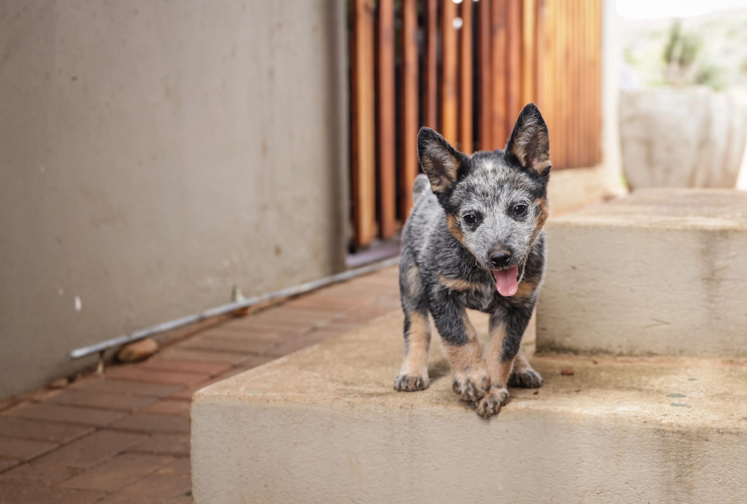 dog daycare benefits for puppies - Cute Australian Cattle Dog puppy playing on outdoor steps with tongue out.