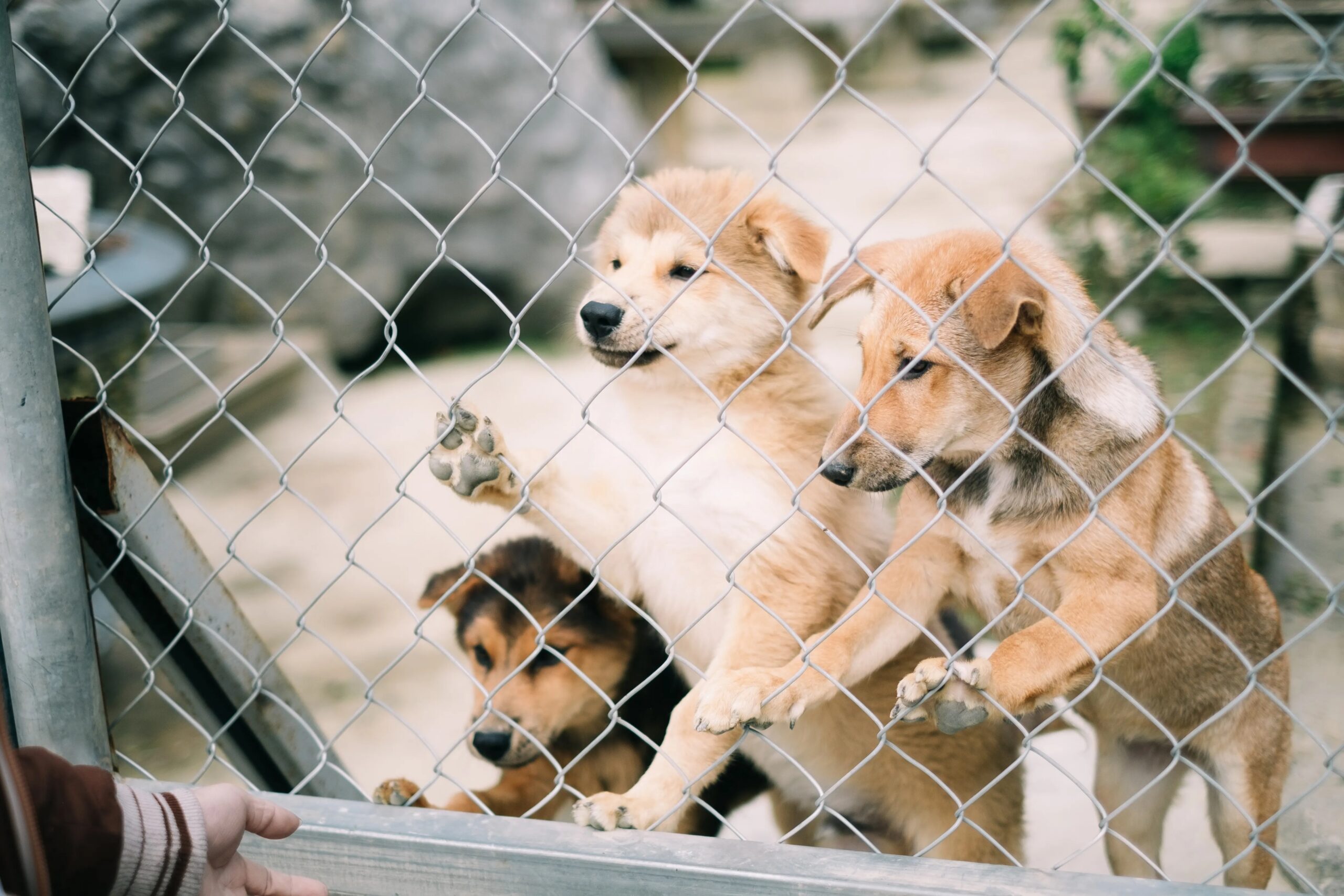 dog kennels spring