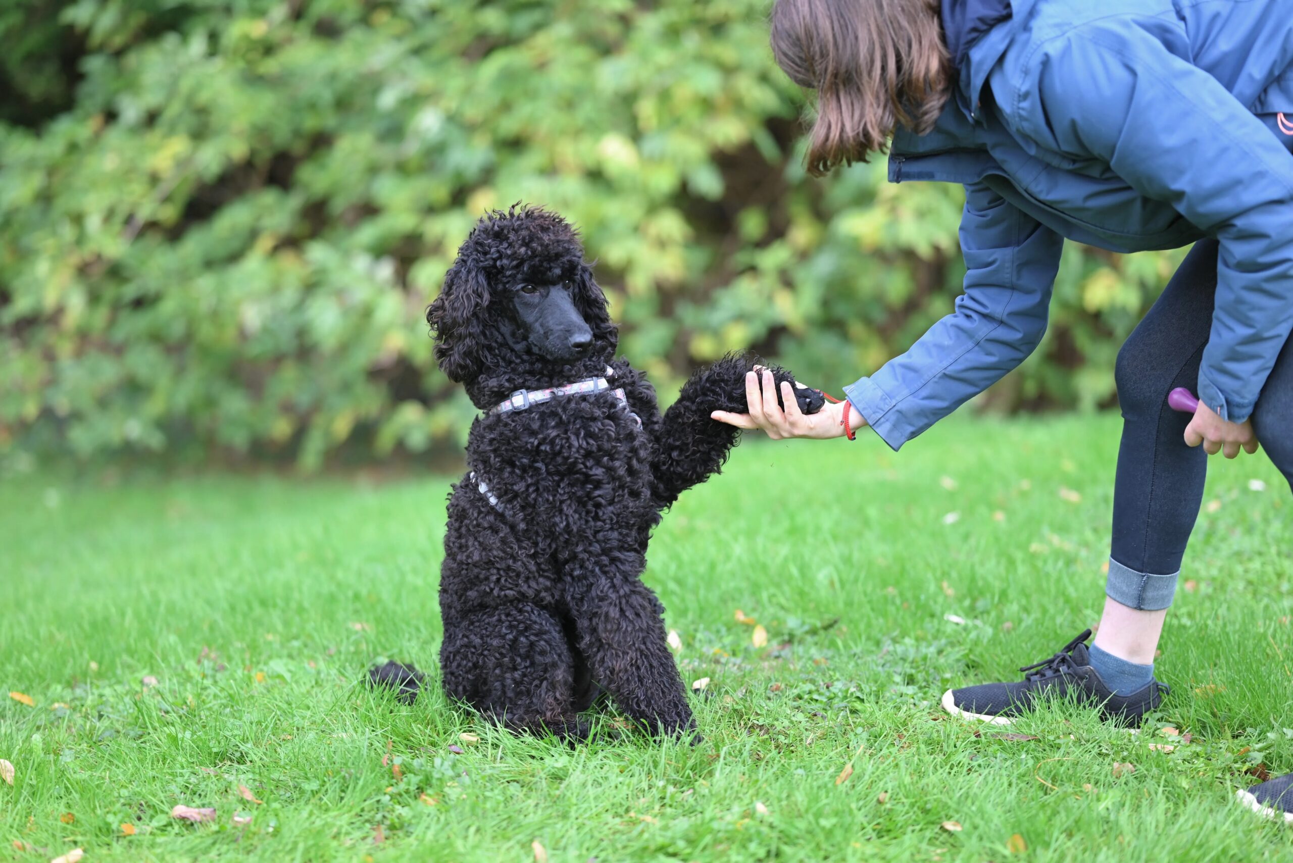 health benefits of regular dog grooming - A black poodle dog shakes hands with its owner on a grassy field, showcasing a training moment.