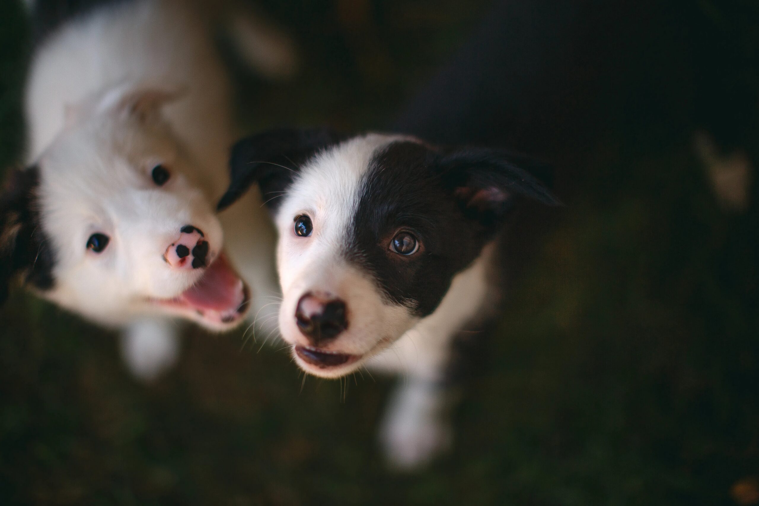 dog daycare benefits for puppies - Two playful Border Collie puppies with joyful expressions enjoying the outdoors.