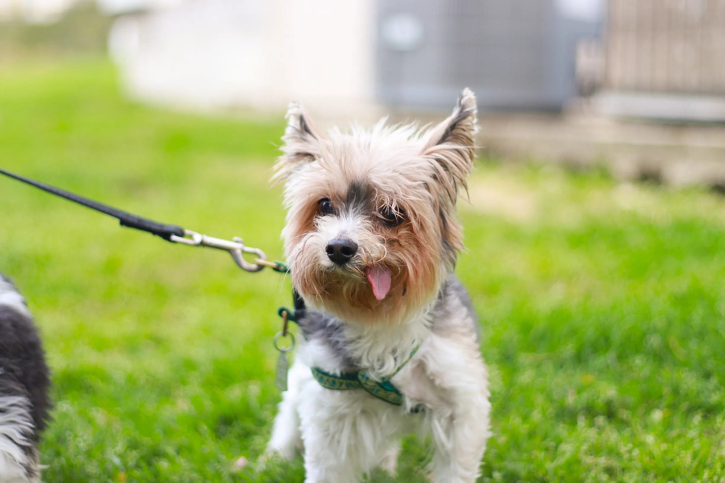 dog daycare spring tx