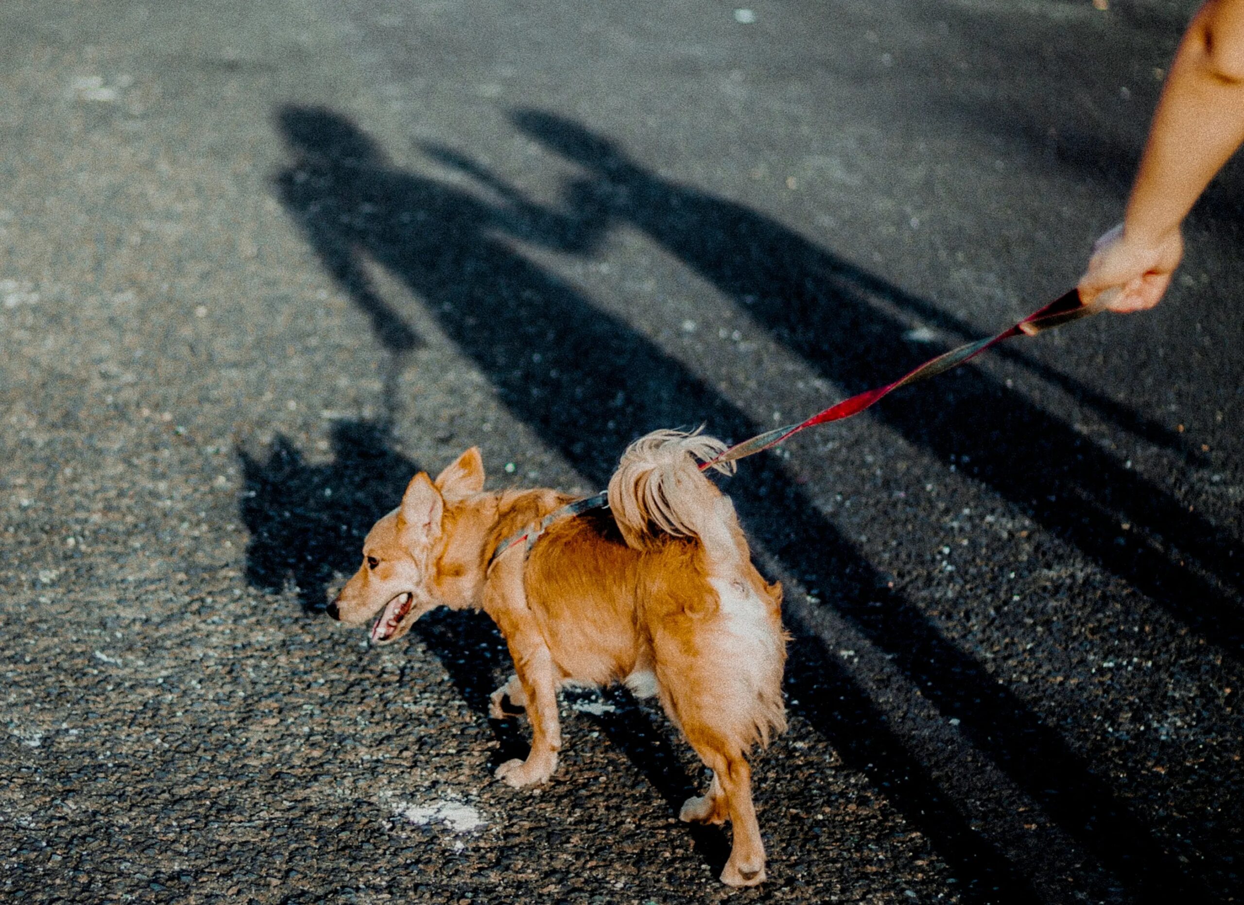 how much exercise does my dog need daily - A cute brown dog on a leash walks on sunny pavement casting shadows.