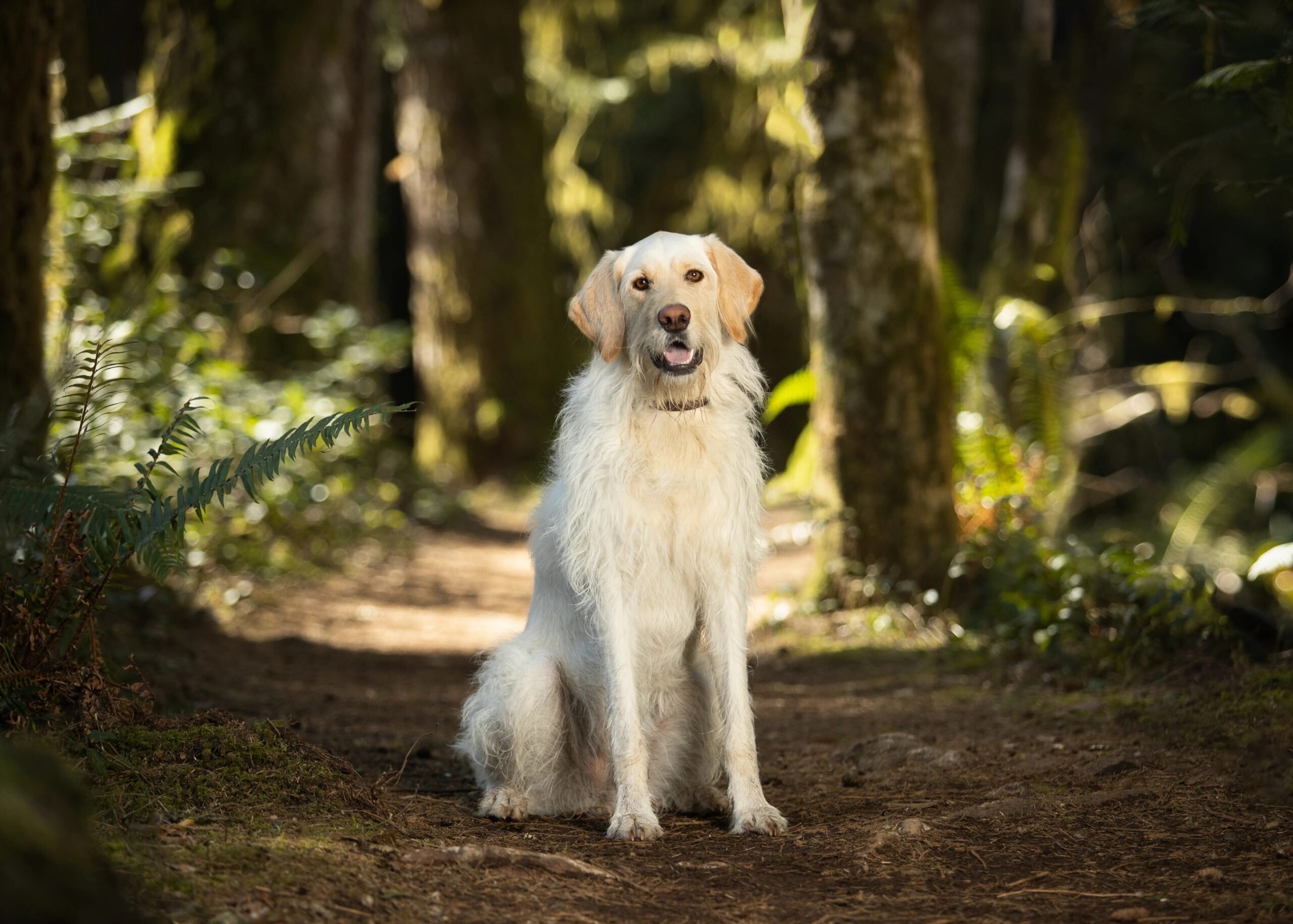 best dog boarding options The Woodlands - Golden Retriever dog sitting serenely on a woodland path surrounded by lush greenery.