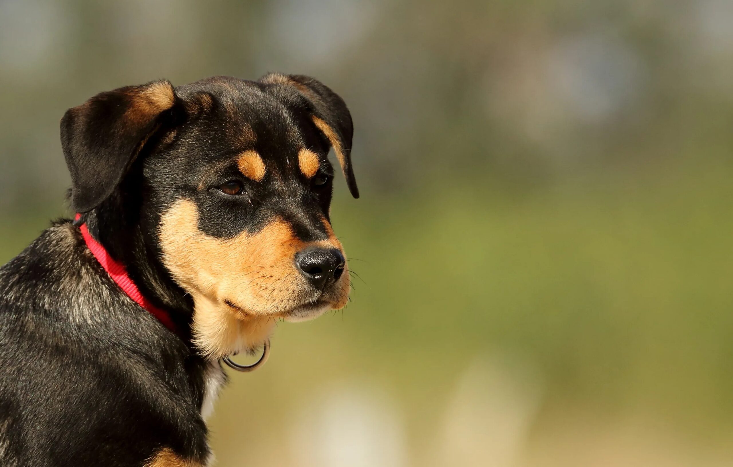 dog daycare benefits for puppies - Close-up of a young Rottweiler mix puppy with a red collar, outdoors.
